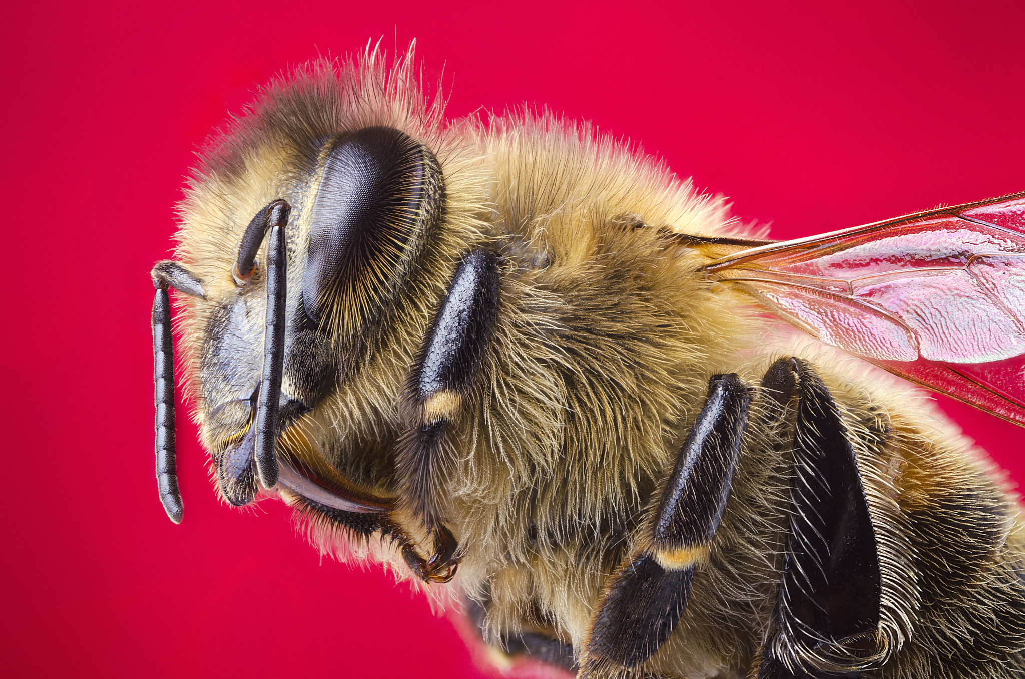 2048x1356，蜜蜂，特寫，微距攝影，色背景，動物，