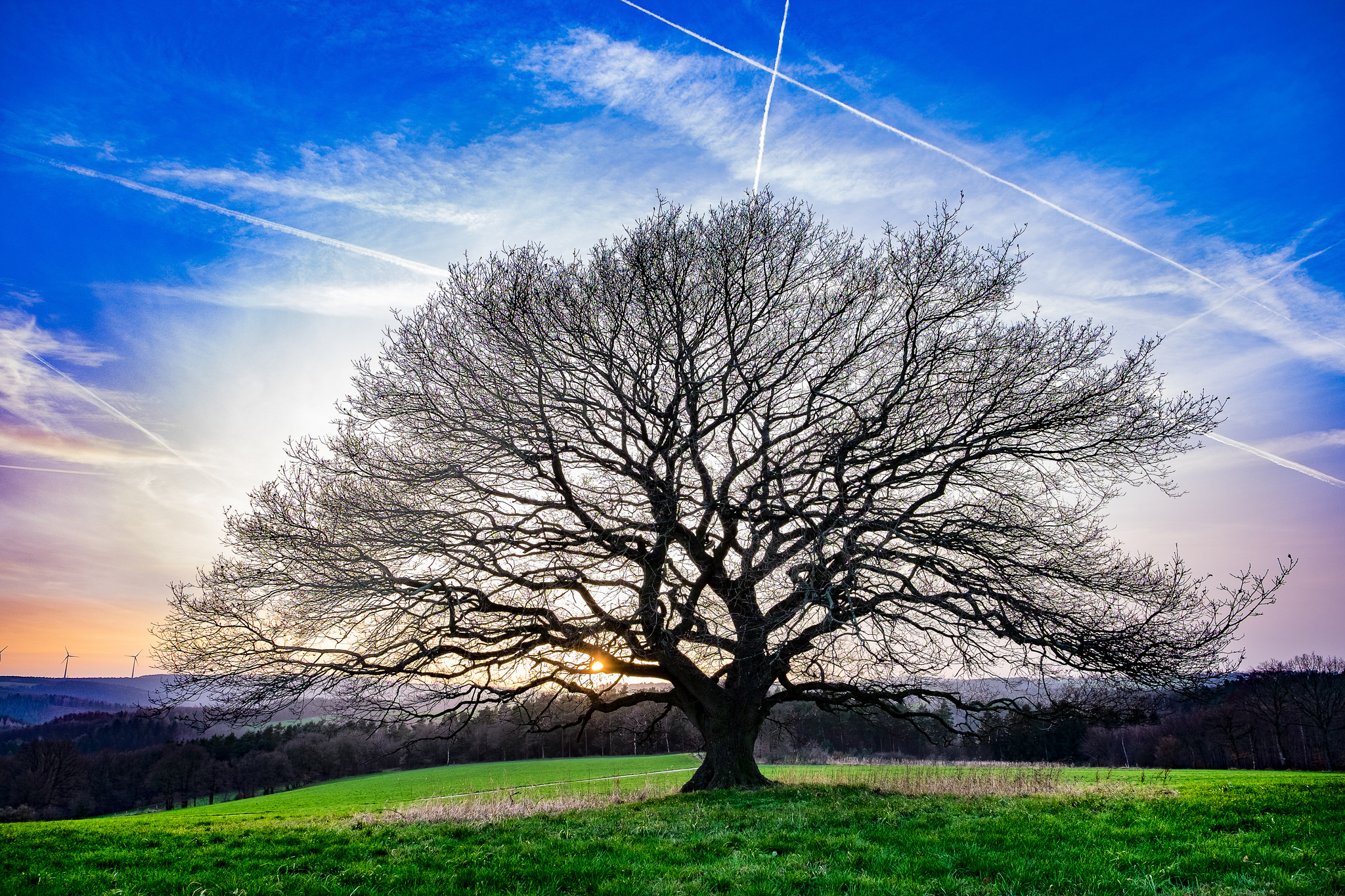 Tree picture. Деревья. Ветка дерева. Красивые ветви деревьев. Дерево с широкими ветвями.