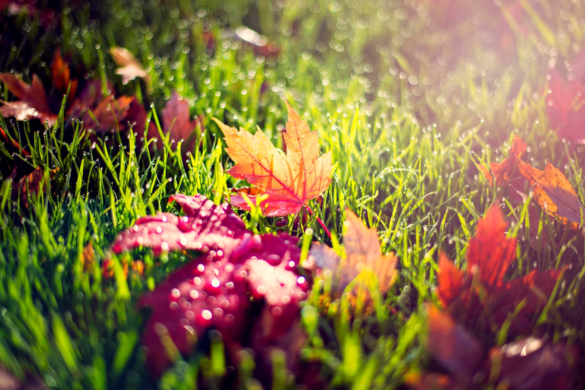 Осень какая трава. Осенние цветы. Осенний фон на рабочий стол. Осенняя трава. Растения осенью.