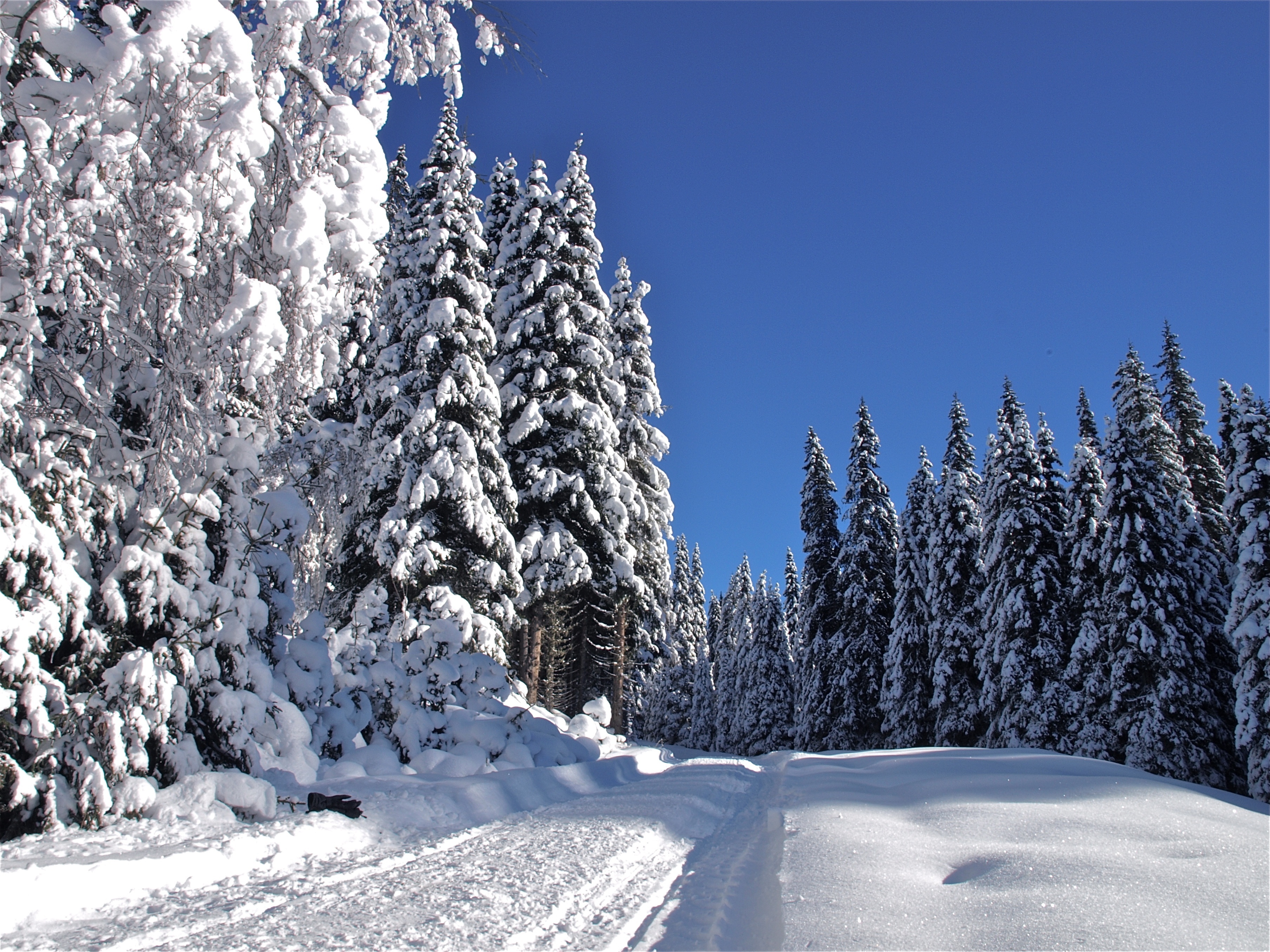 Neige blanc. Зимний лес. Зимняя природа. Красивая зима. Снежный лес.