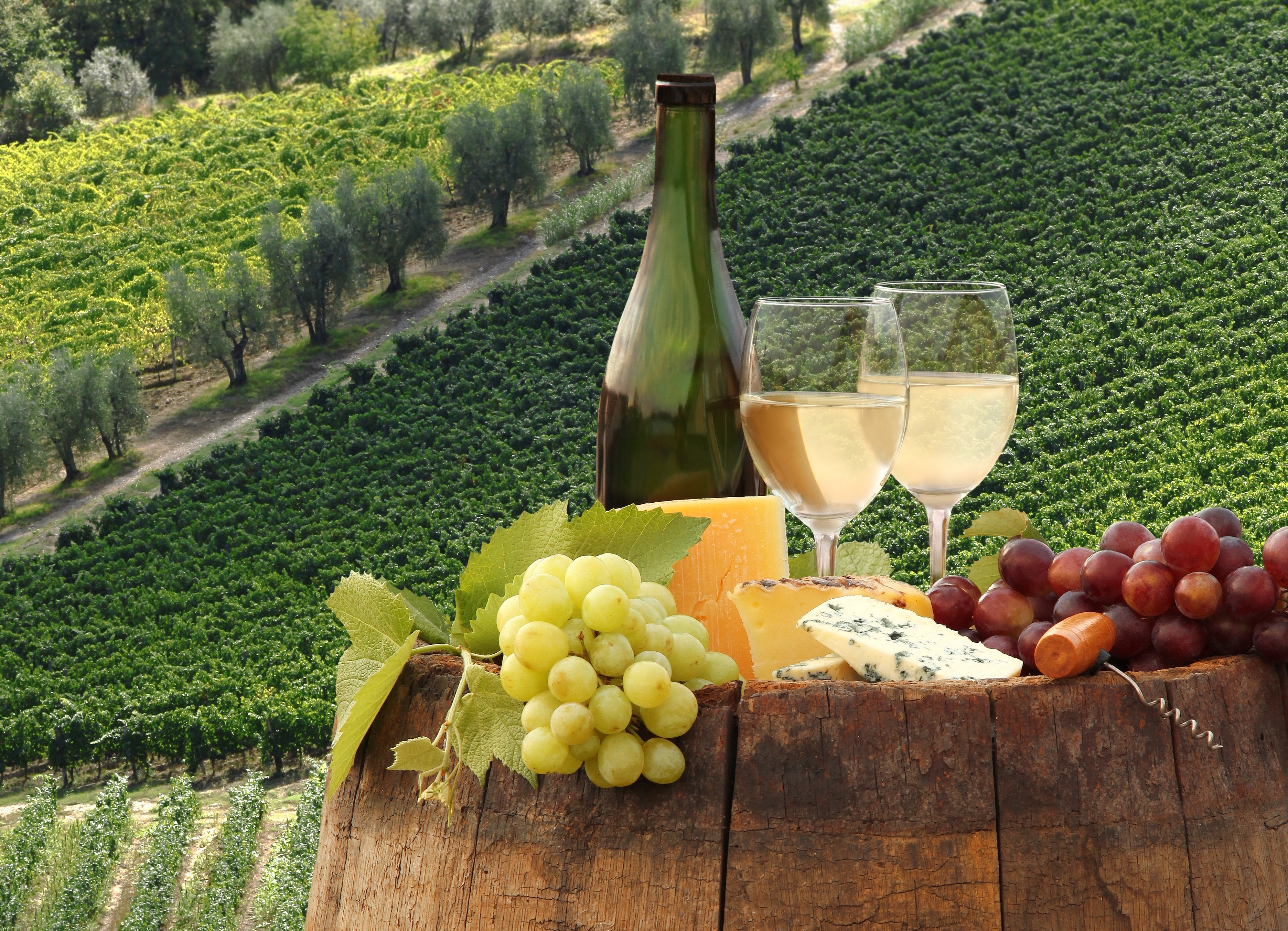 Виноградно лимонного вина. Тоскана Италия винодельни. Виноградники и вино Италии. Виноградники Абрау Дюрсо.