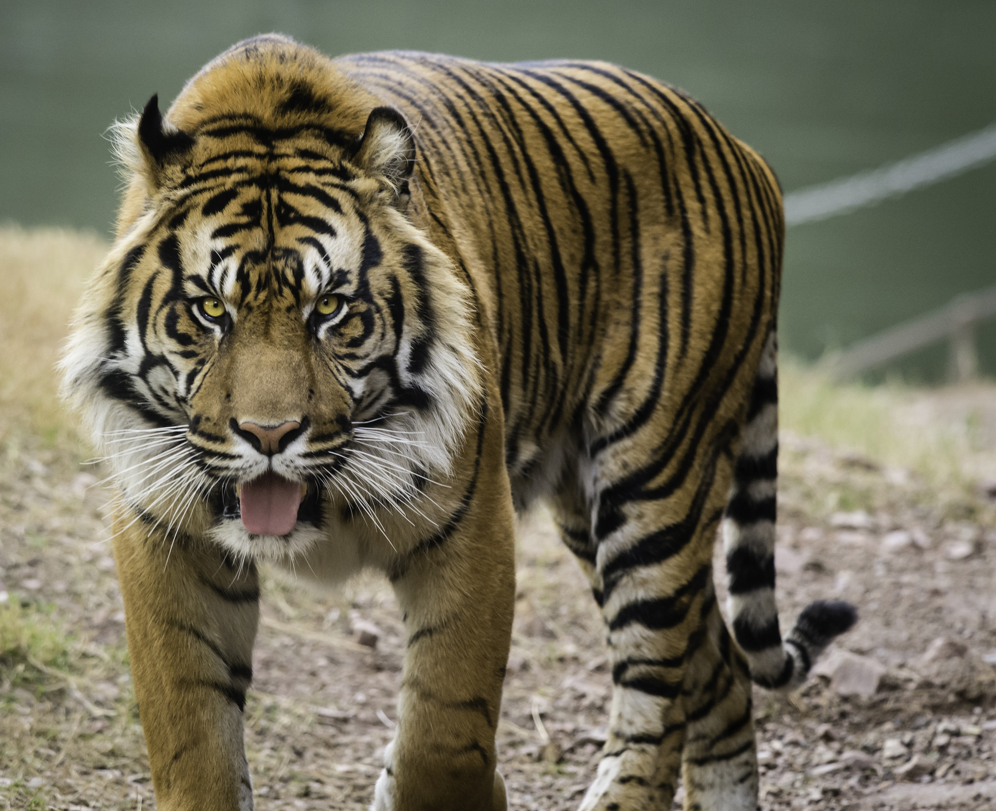 Sfondi Tigri animale 2048x1666 tigre panthera tigris Animali