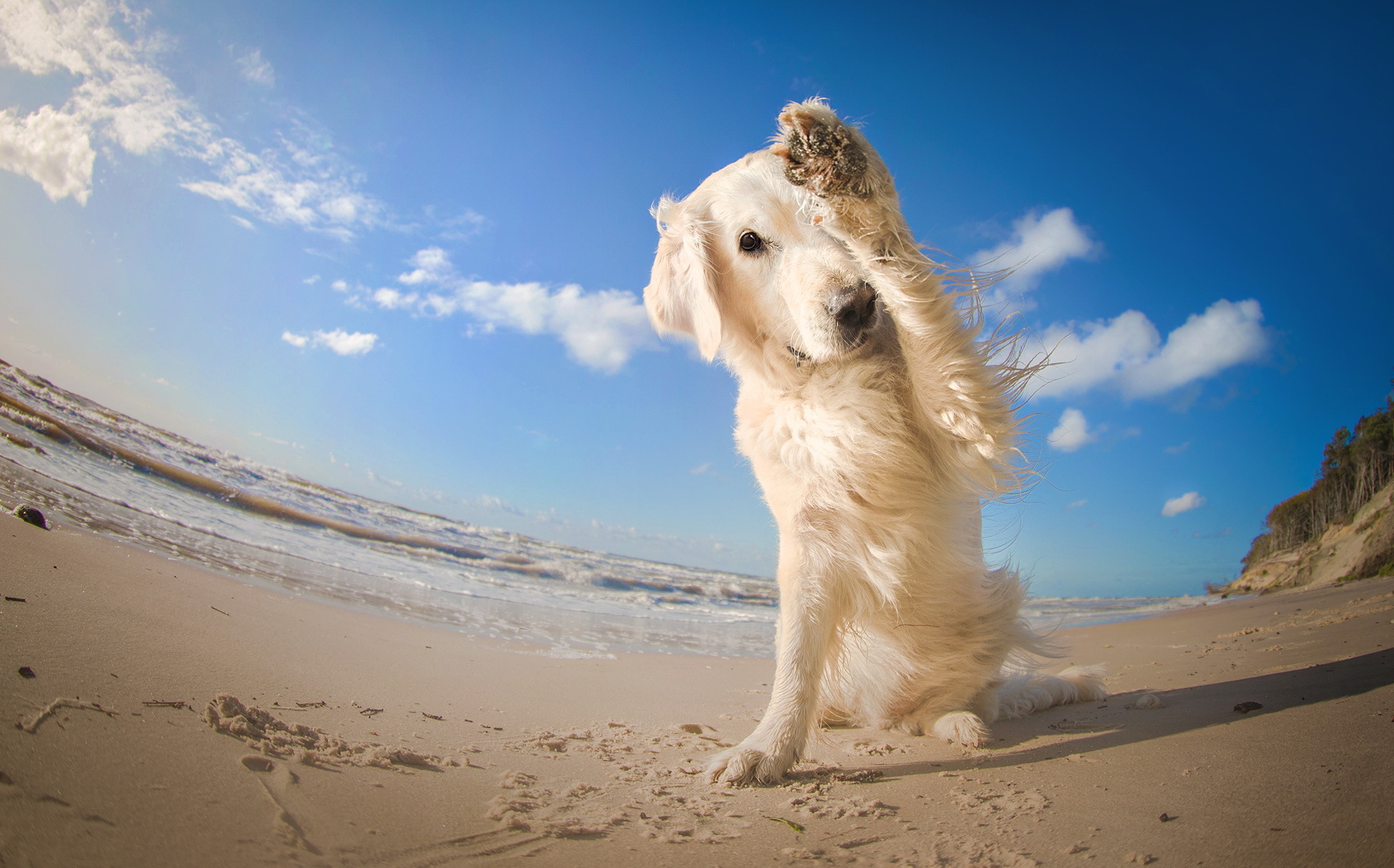Пес 5 лето. Собака золотистый ретривер. Голден ретривер голубой. Собака на фоне моря. Собачка на море.