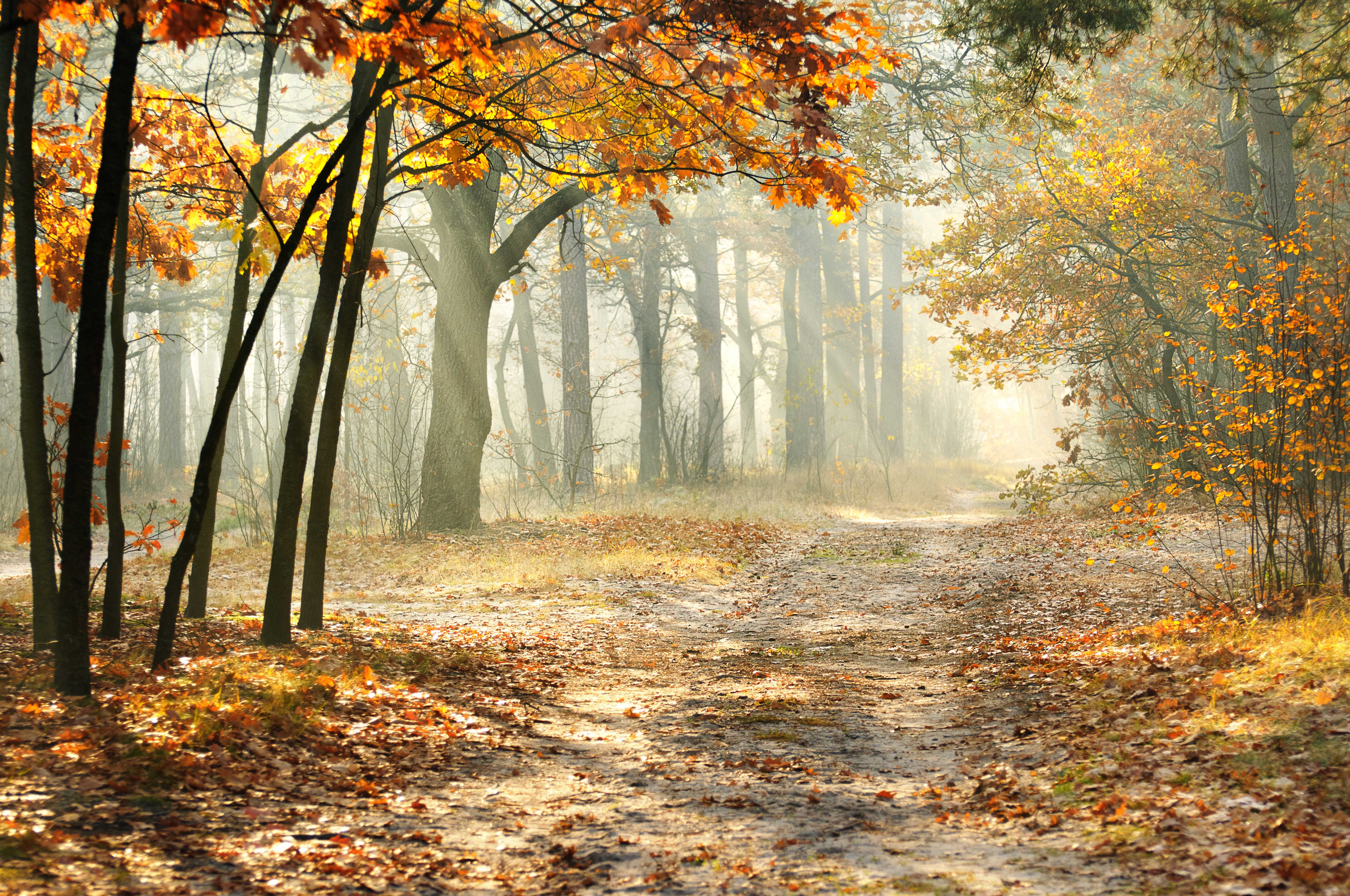 Bilder Von Blatt Nebel Natur Herbst Baume Jahreszeiten 8576x5696