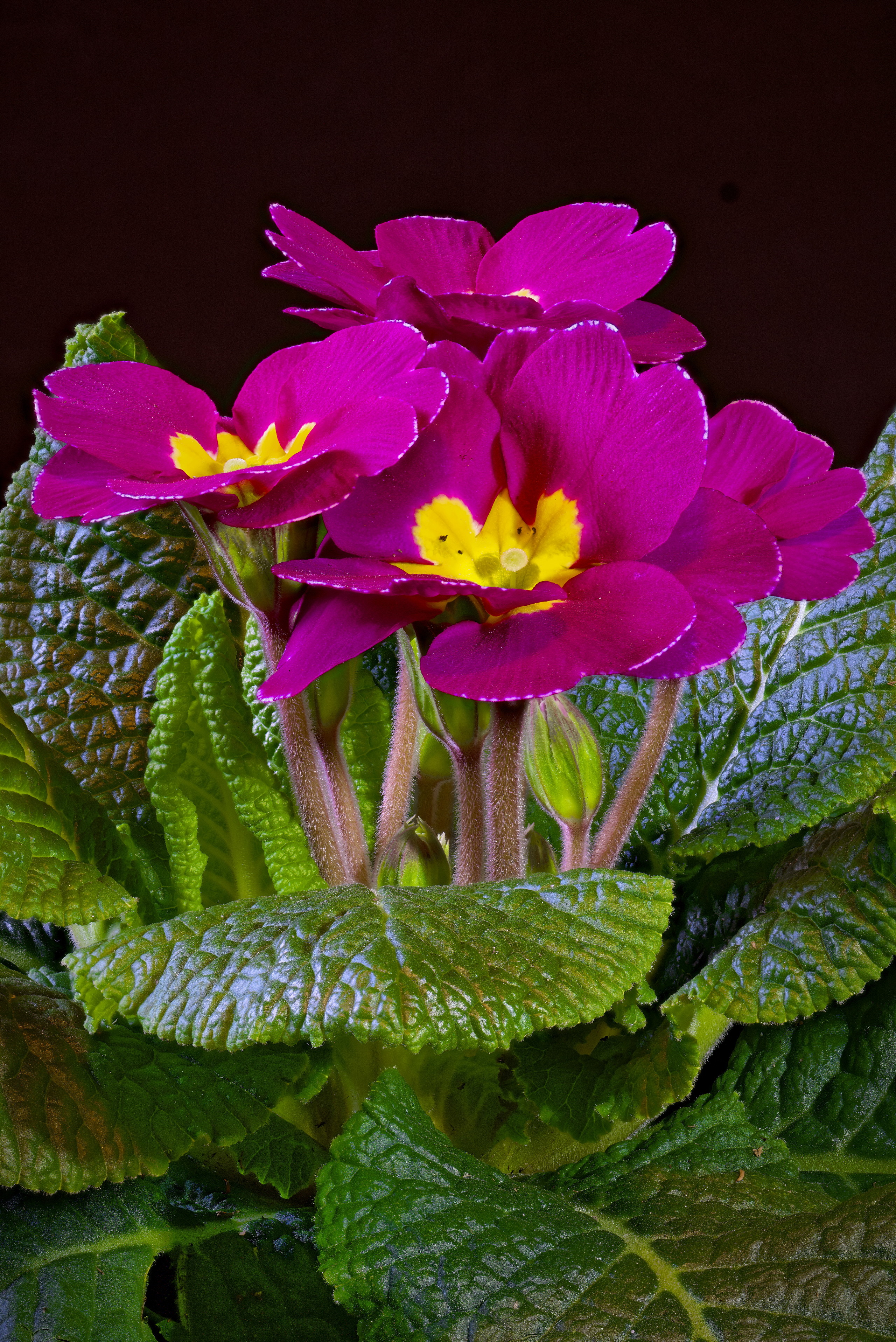 2560x3833 Primula De perto Fundo preto Cor-de-rosa flor Flores para celular Telemóvel