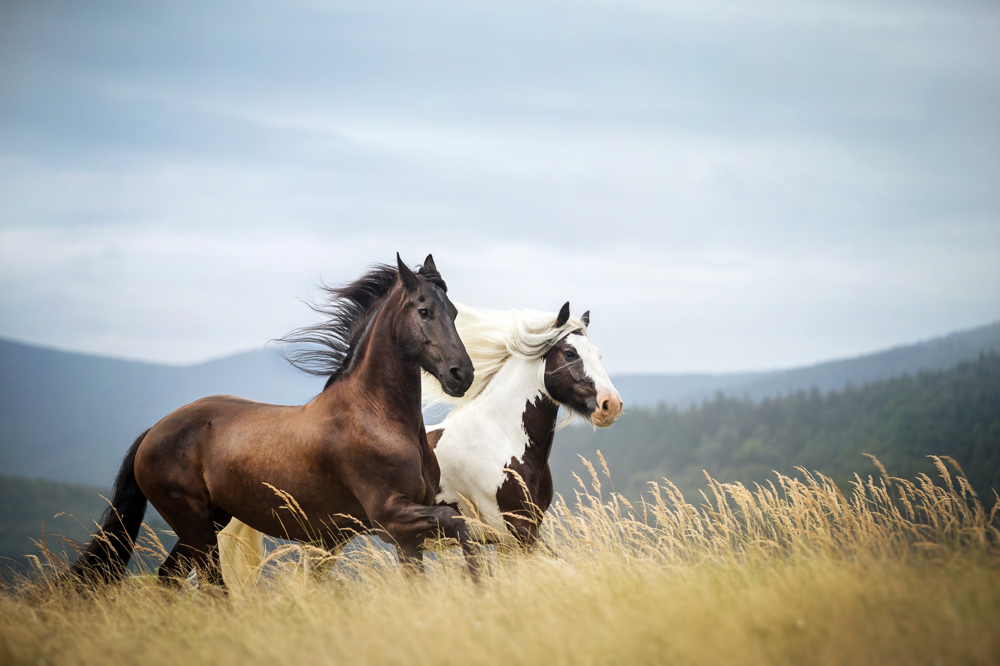 Horse pictures. Дикий гнедой Мустанг. Лошади на природе. Красивые лошади. Две лошади.