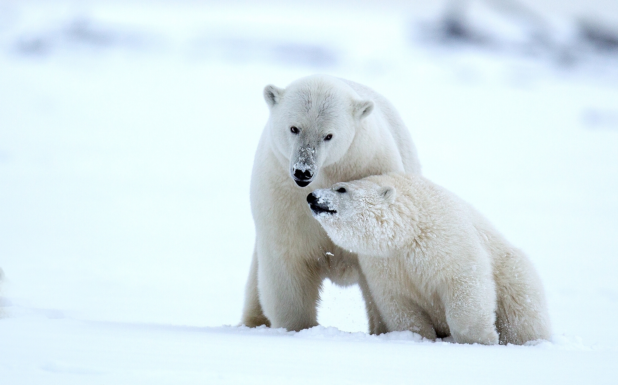 Дикая природа белого медведя. Белый медведь. Белый мишка. Снежный медведь. Белый медведь зимой.