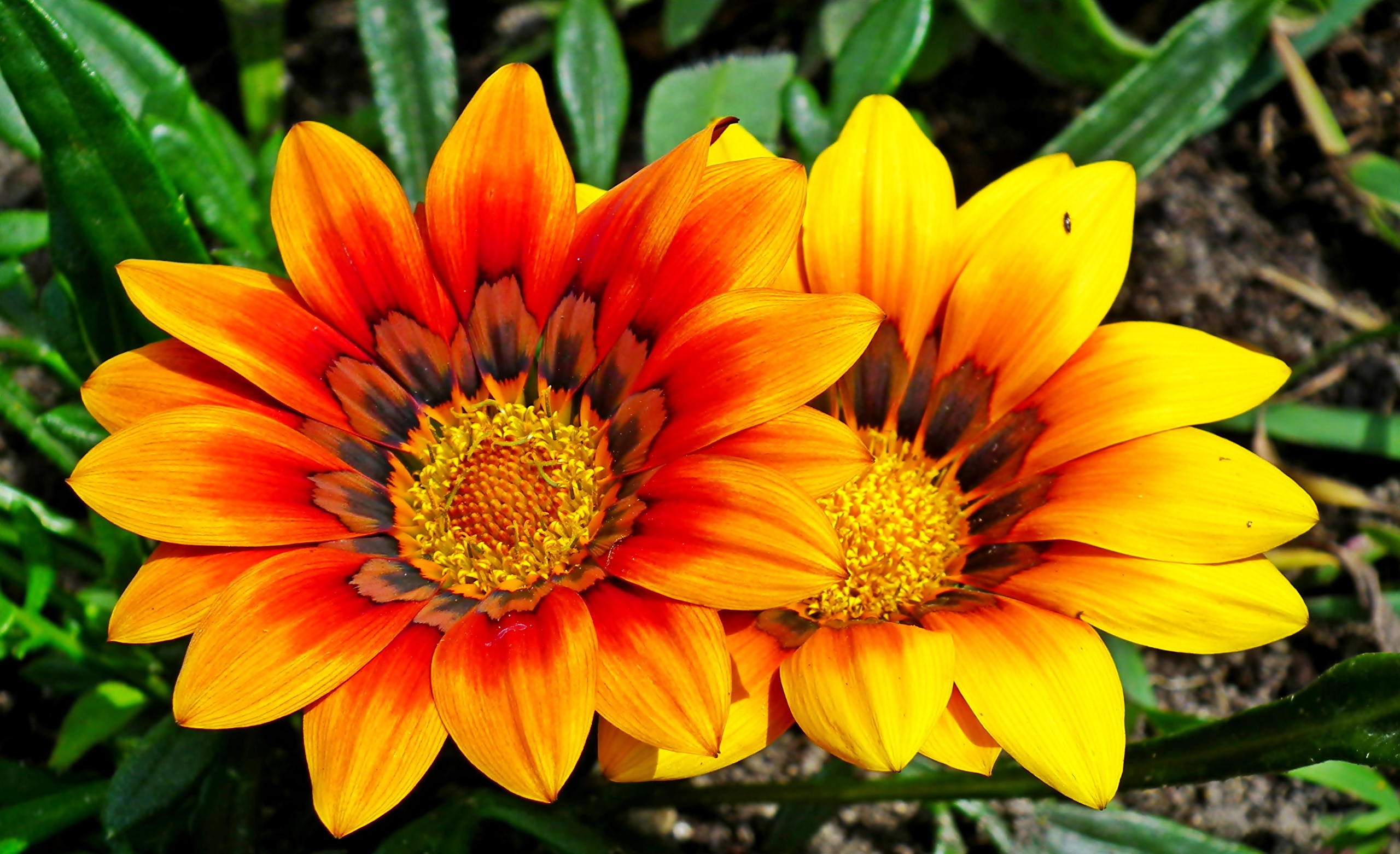 Fondos de Pantalla 2560x1563 Gazania De cerca Dos Flores descargar imagenes