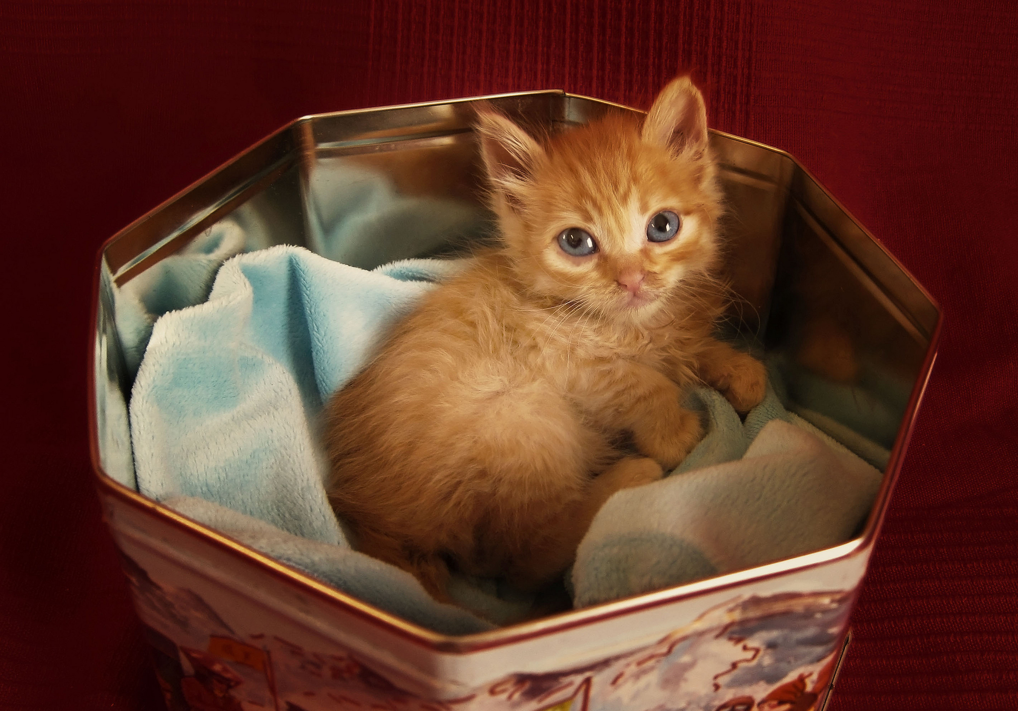 Сюрприз рыжий. Котята в коробке. Рыжий котёнок. Котятки в коробке. Котик в коробочке.