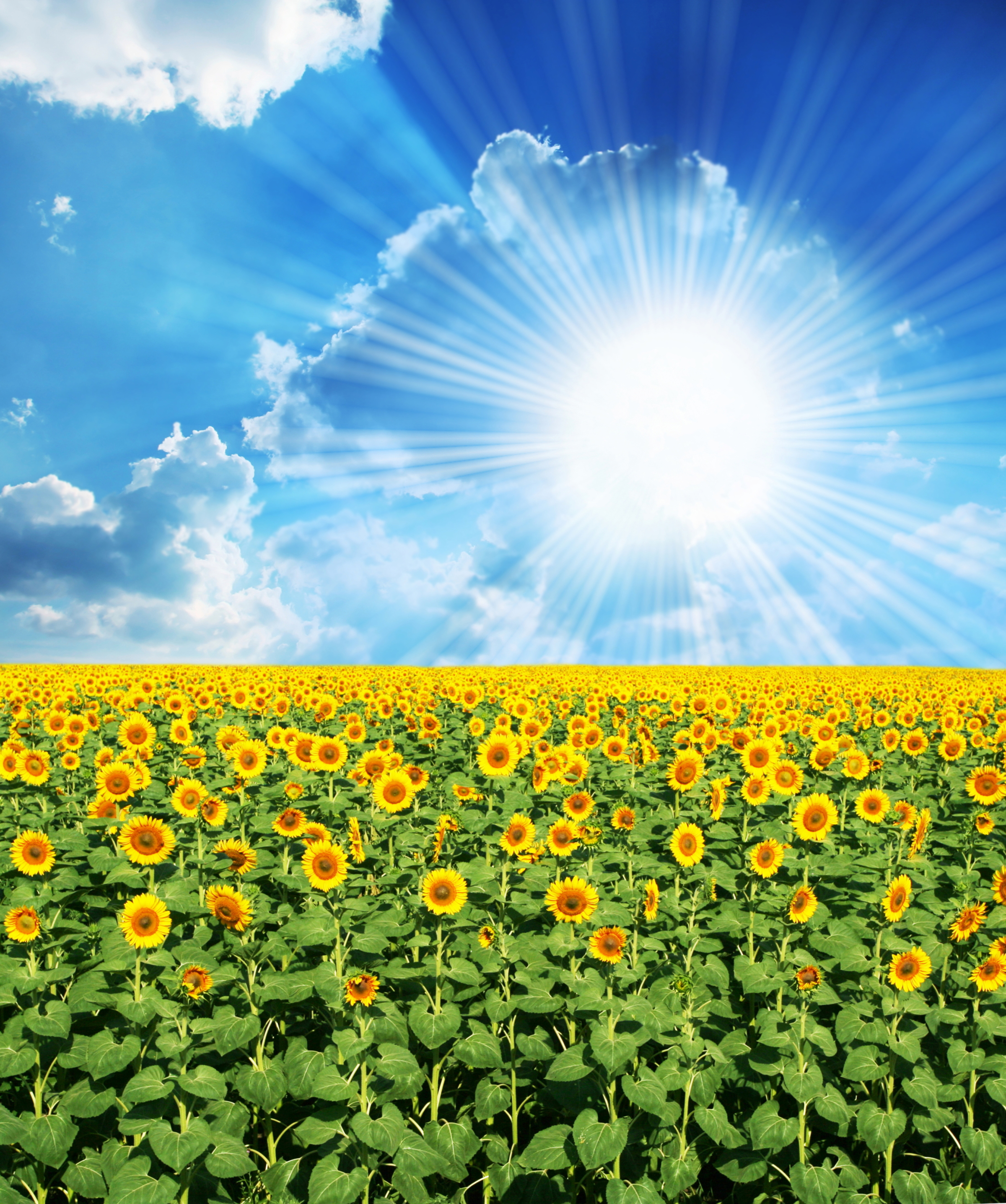 田地,向日葵,天空,太阳,云,光射线,大自然,照片,2400x2872