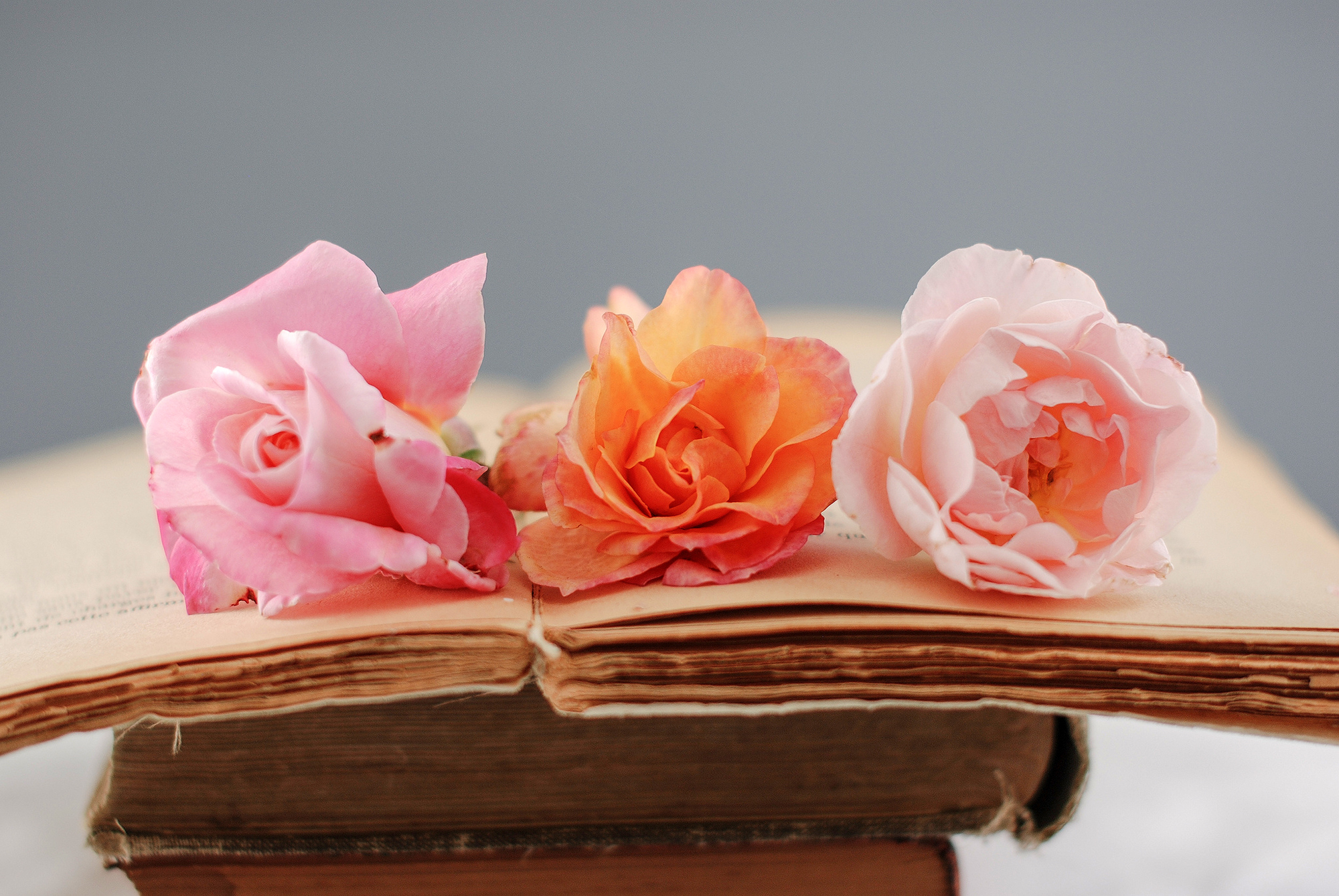 Bilder på skrivbordet ros blomma En bok 2000x1339 Rosor Blommor böcker