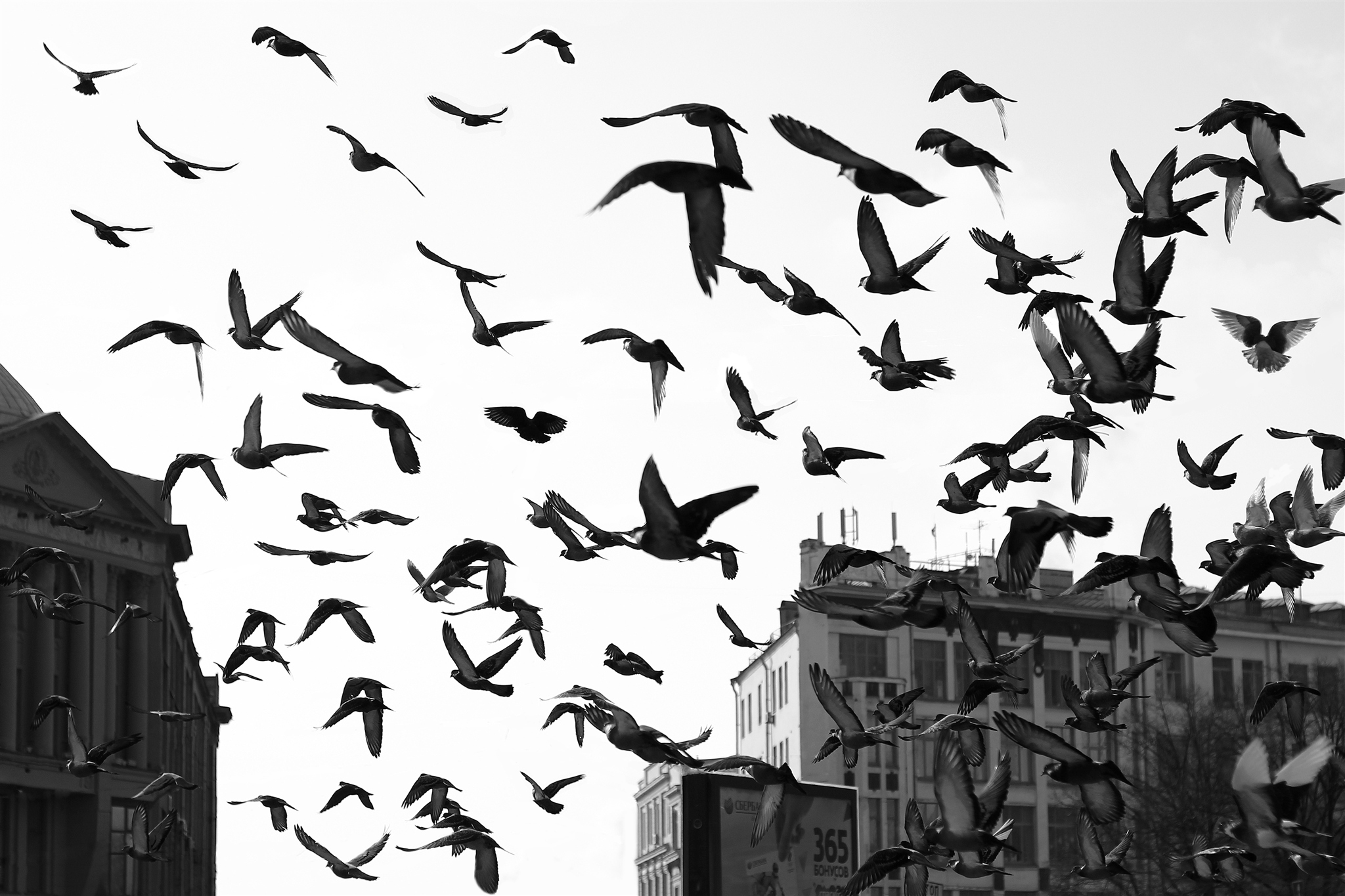 Стая ворон. Много птиц в небе. Птицы над городом. Птицы разлетаются.