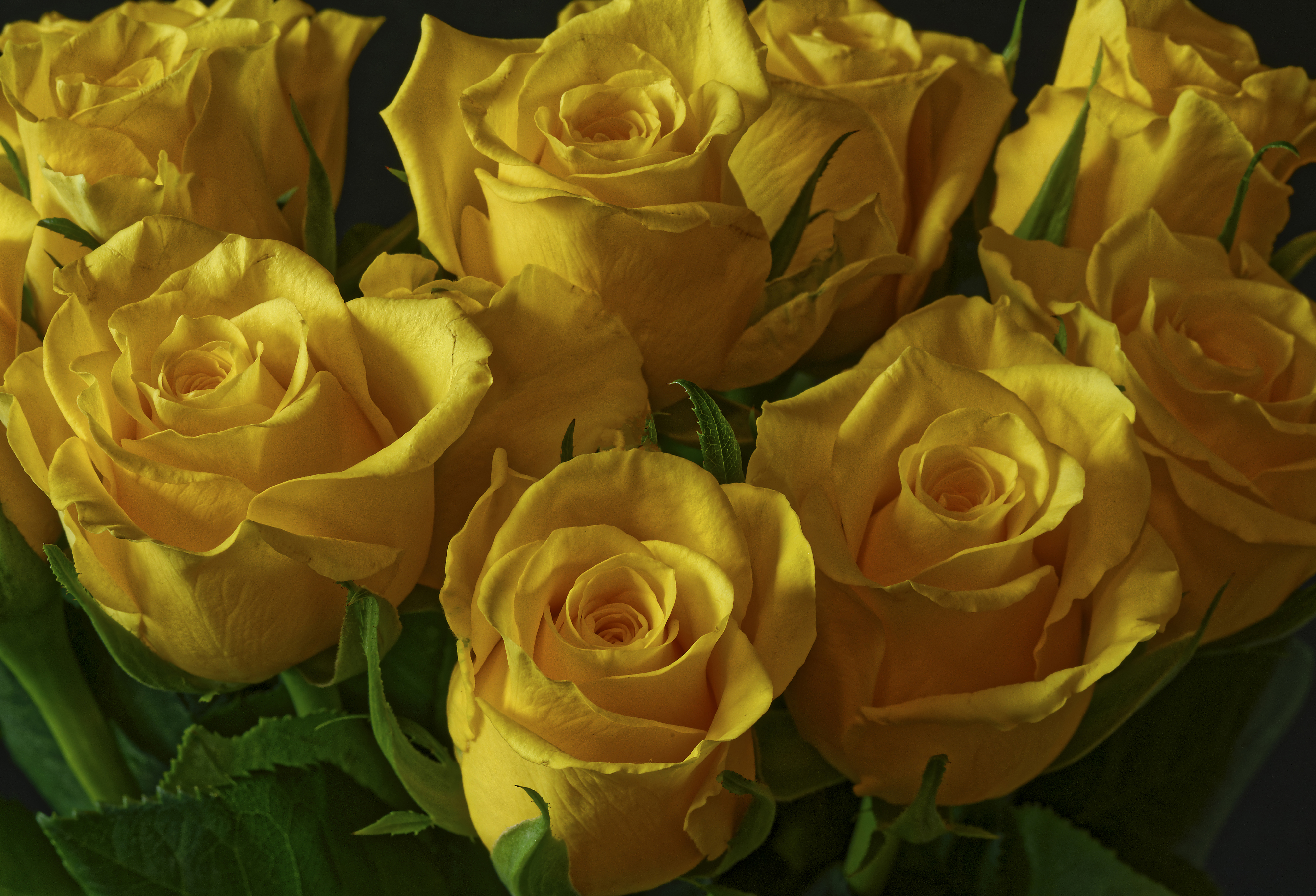 Желтые цветы которые дарят на 8. Розочка желтая с.