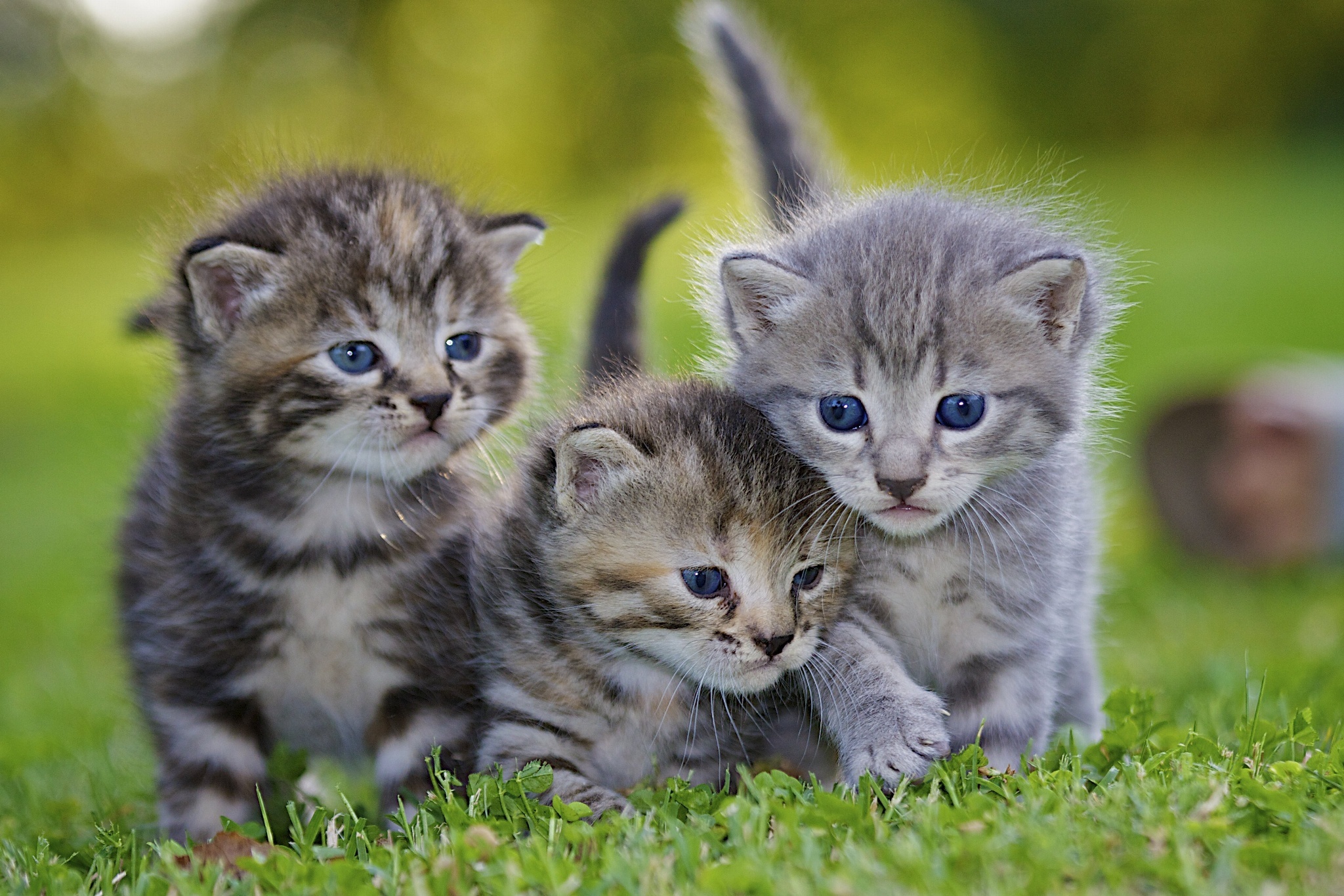 Bilder Kätzchen Katzen Flaumig Gras Drei 3 ein Tier