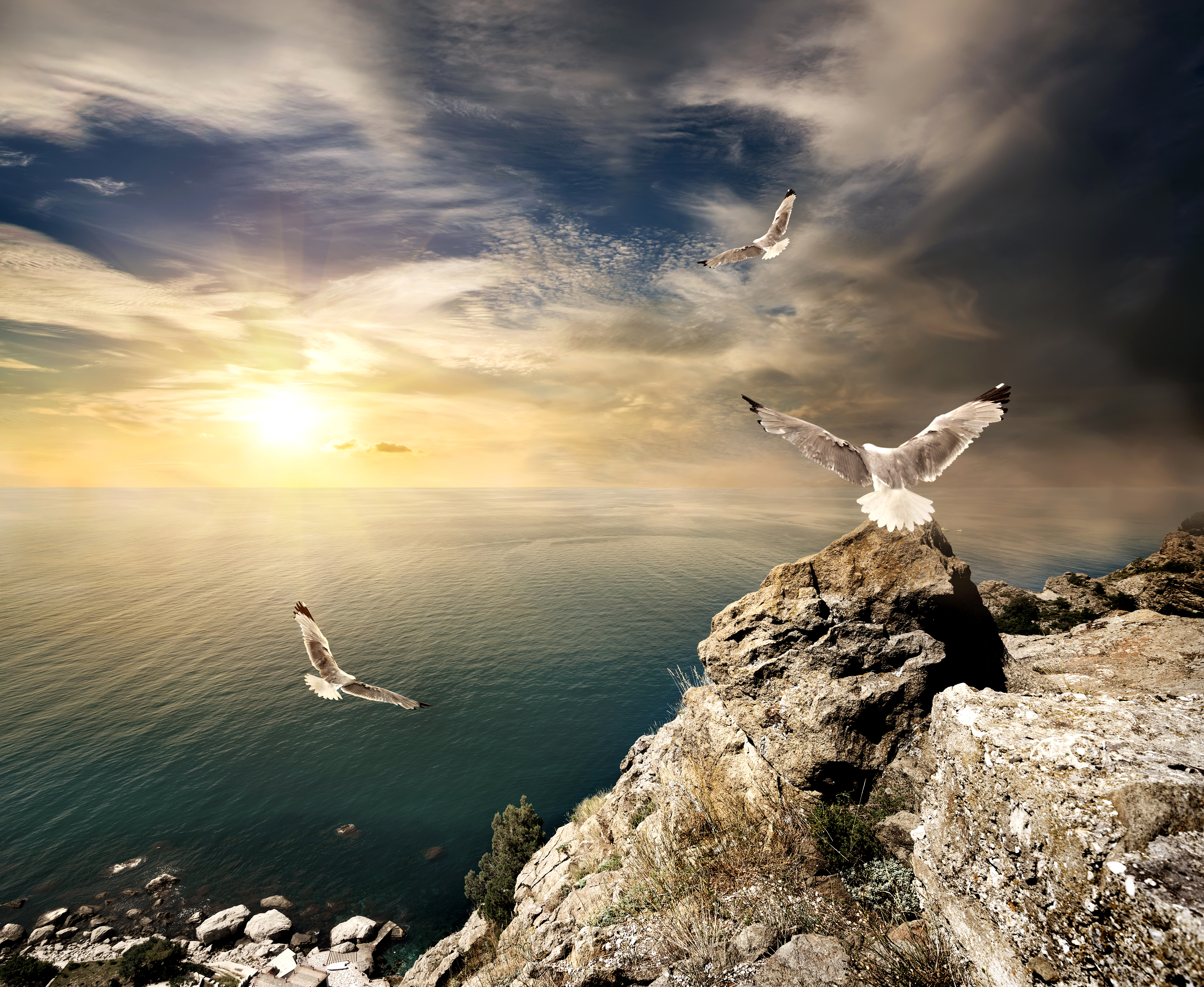 Дни летят за рассветом закат слушать. Птицы над морем. Море скалы Чайки. Птица парящая над морем. Чайки над морем.