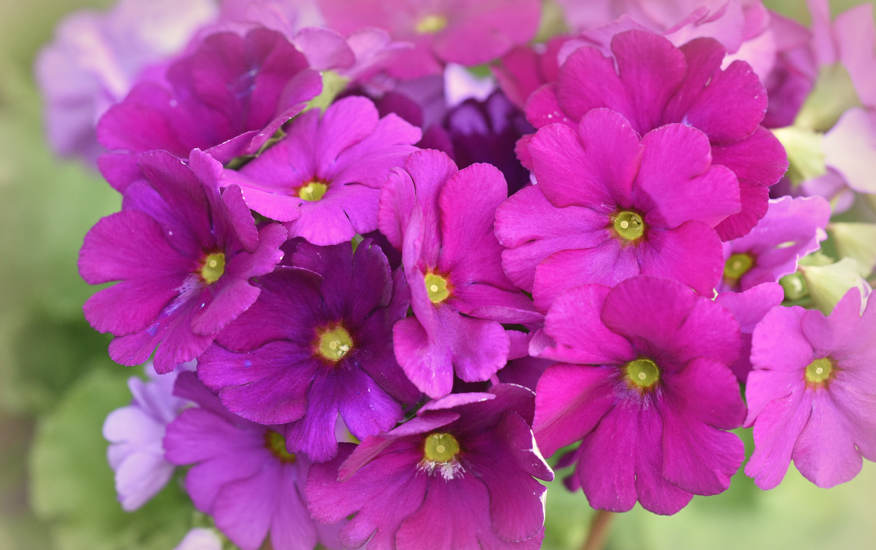 2865x1800 Primula De cerca Rosa color flor, primaveras de jardín Flores