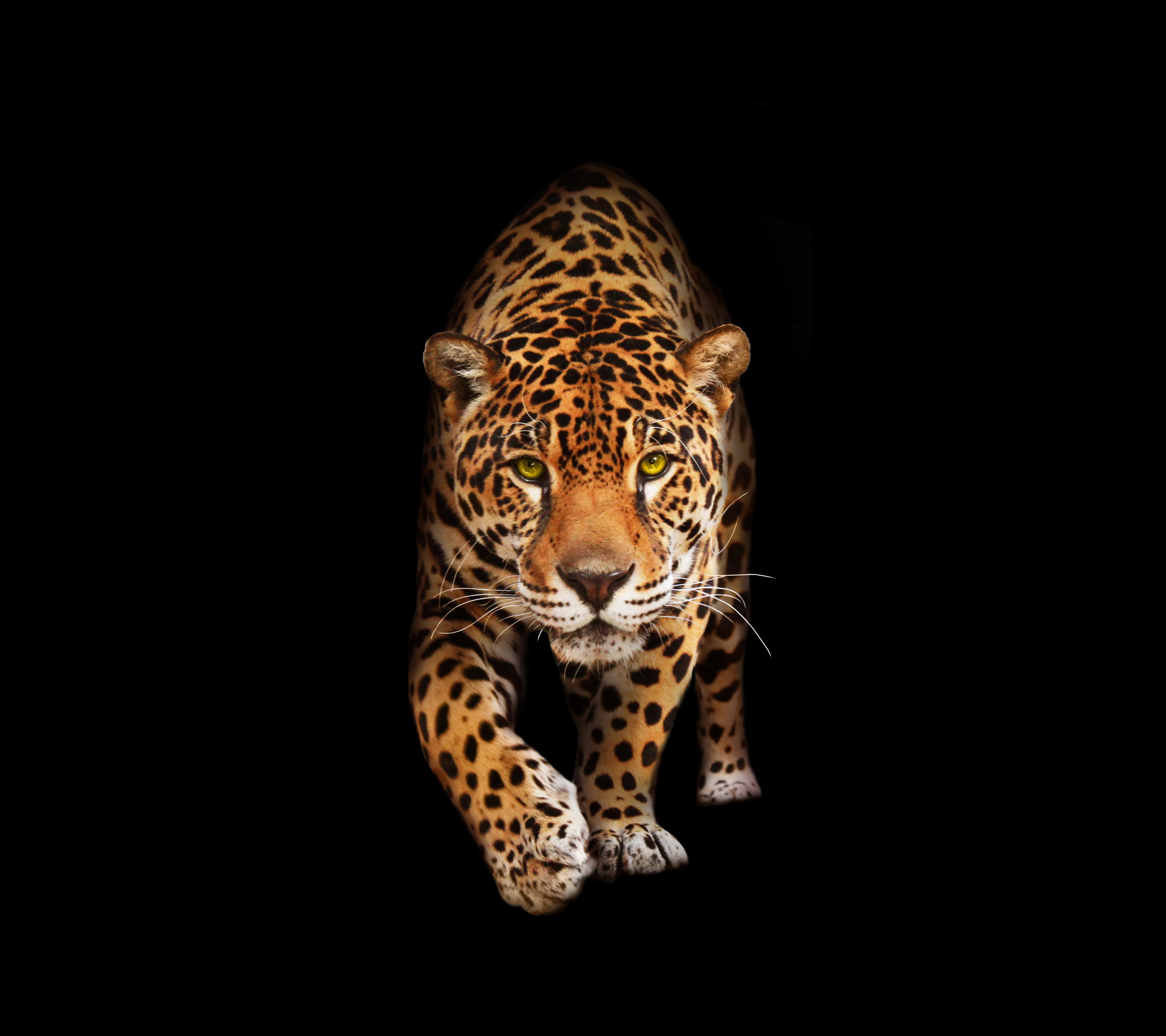 壁紙 2160x19 ジャガーの 黒色背景 動物 ダウンロード 写真
