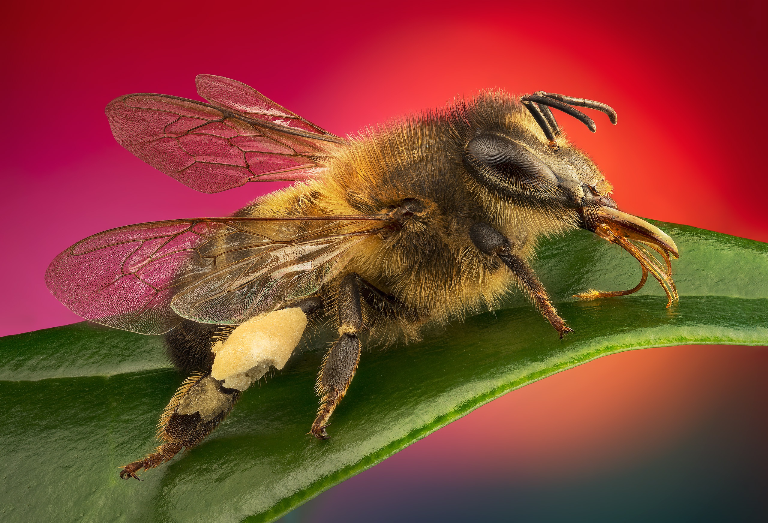 Фото насекомых. Насекомые. Насекомые картинки. Пчела. Пчела вблизи.
