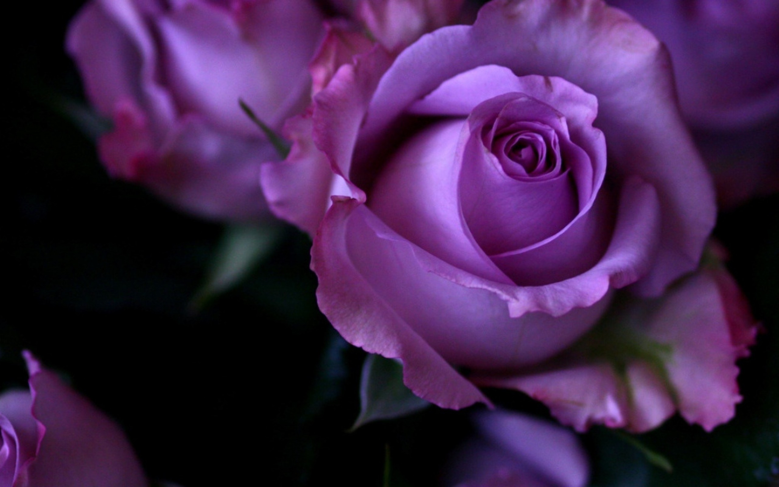 zdjęcia róża Fioletowy kwiat Z bliska Róże fiolet Kwiaty zbliżenie