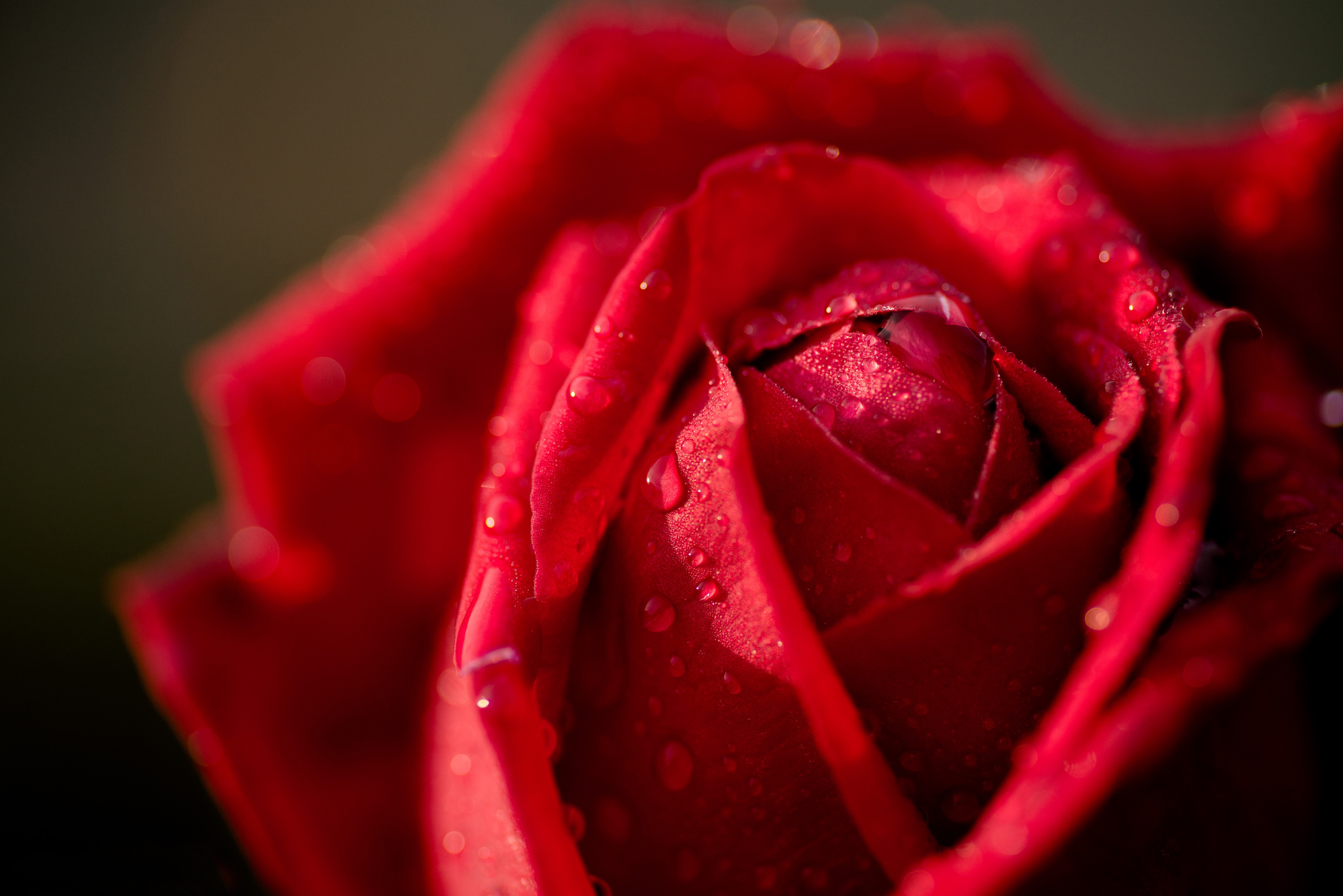 Photo Red Roses Drops Flowers Closeup 4000x2670 rose flower