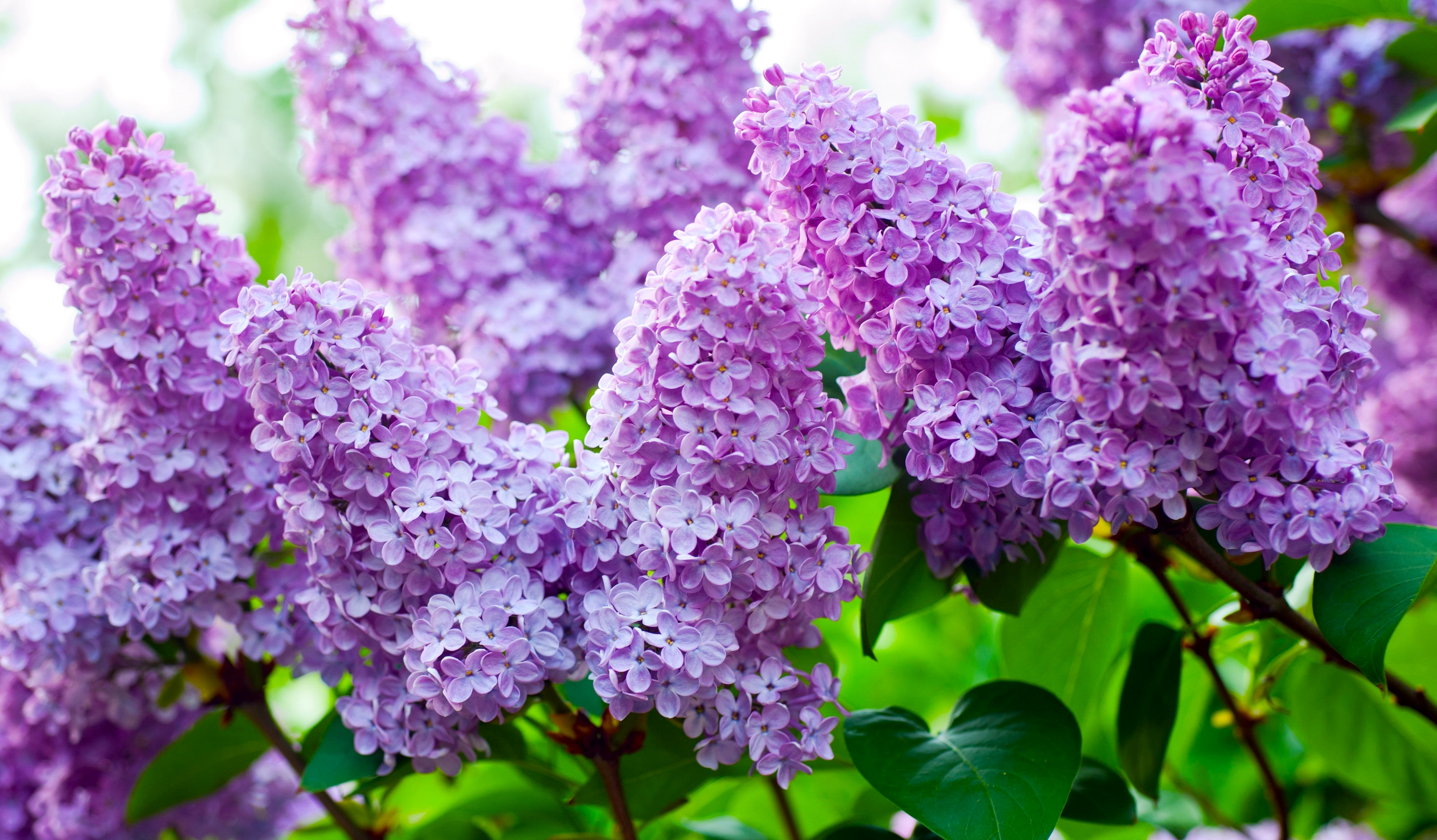 Bilder Violett blomma Syrensläktet Närbild 3250x1900 lila färg syringa Blommor bondsyren