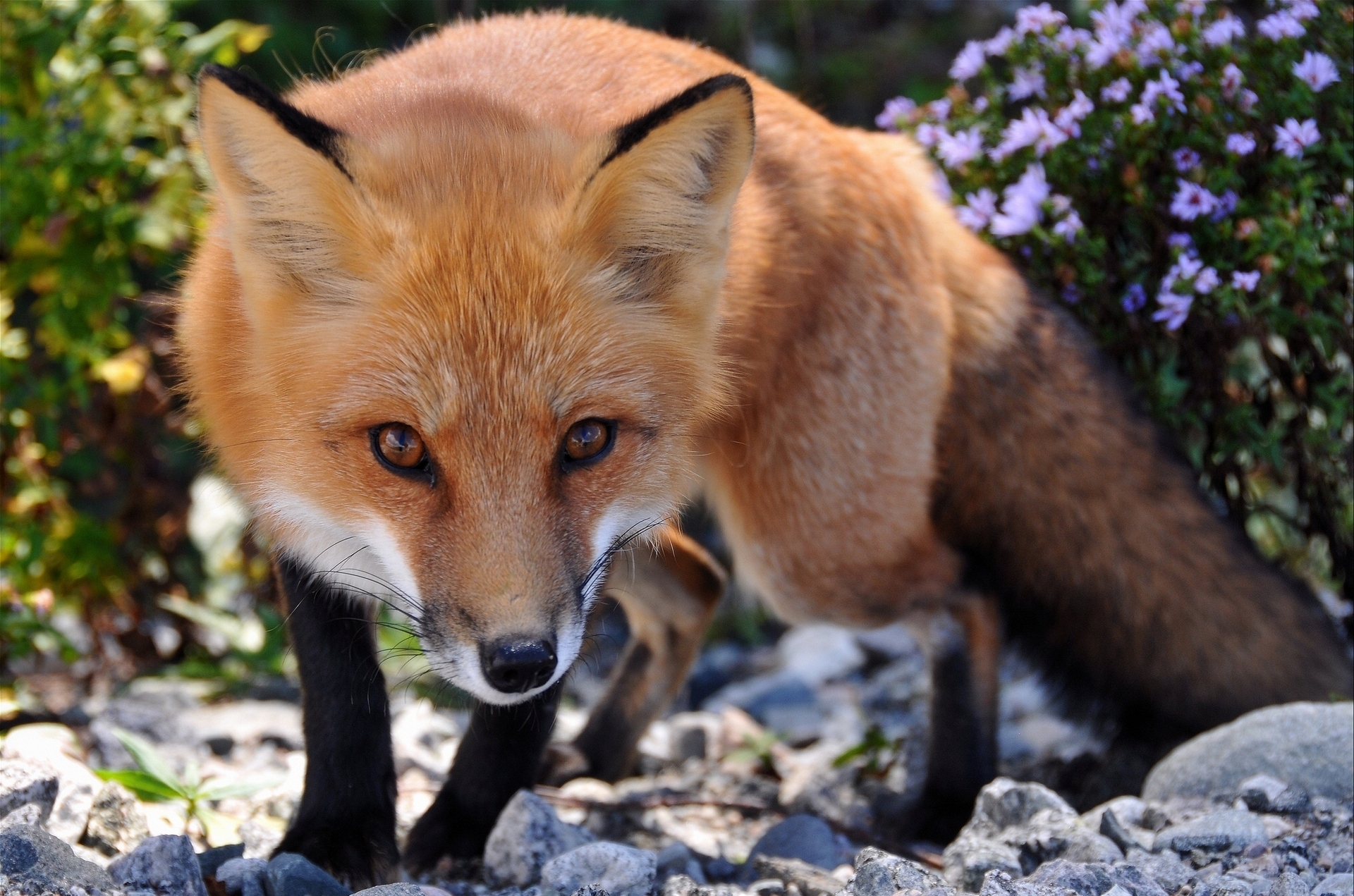 P fox. Европейская Лисичка. Лисица обыкновенная лисица. Рыжая обыкновенная лисица. Красивая лиса.