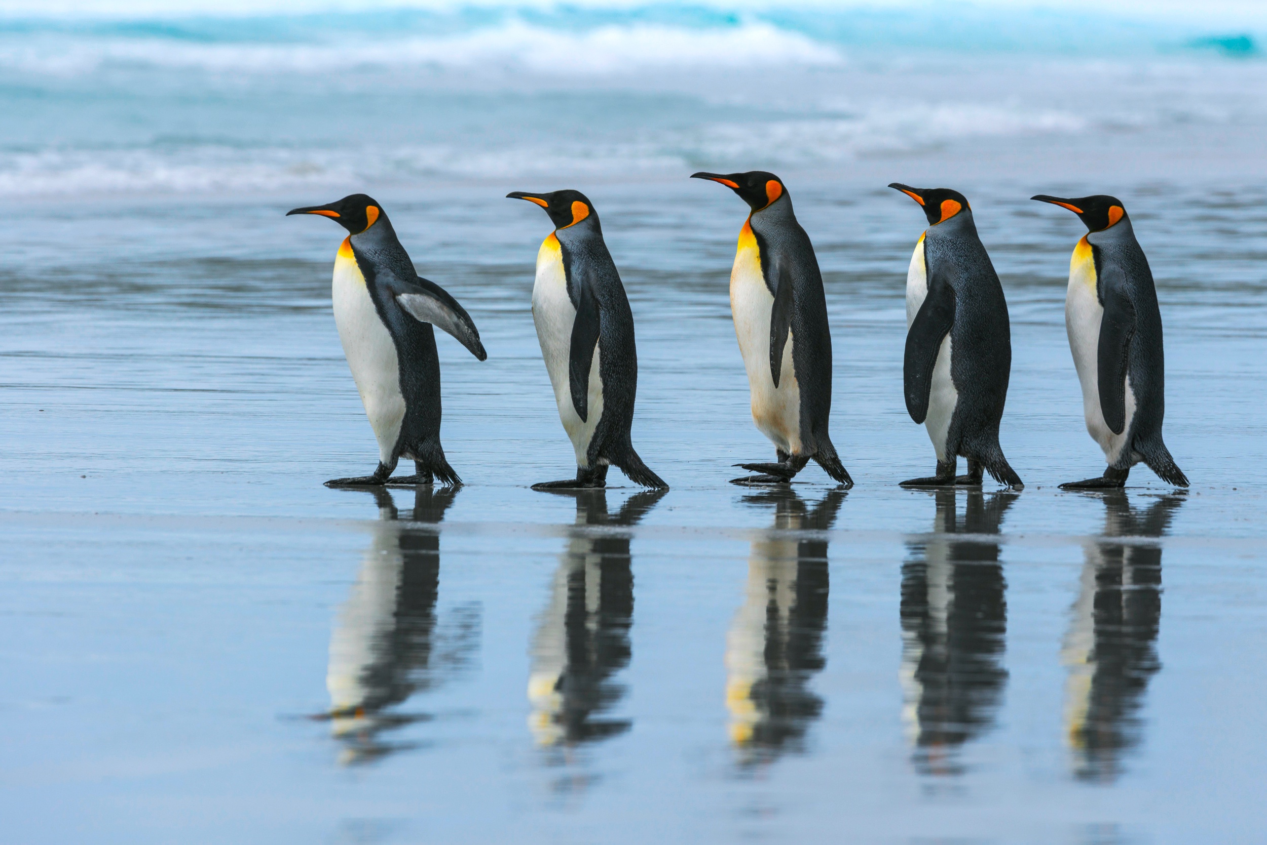 2500x1669,企鹅,5 king penguin,漫步,步行,走路,动物