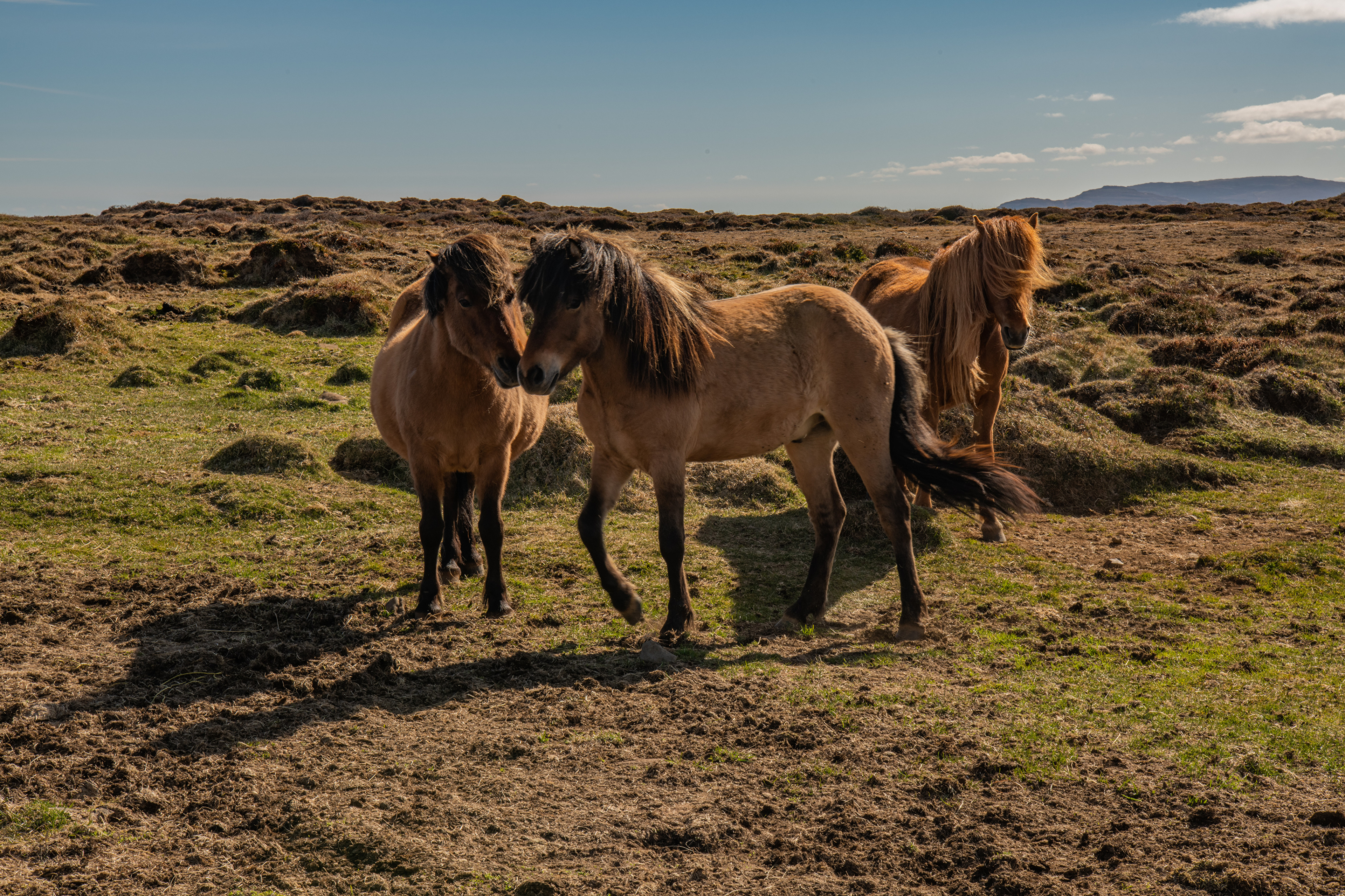 壁紙 3840x2560 アイスランド 馬 三 3 動物 ダウンロード 写真