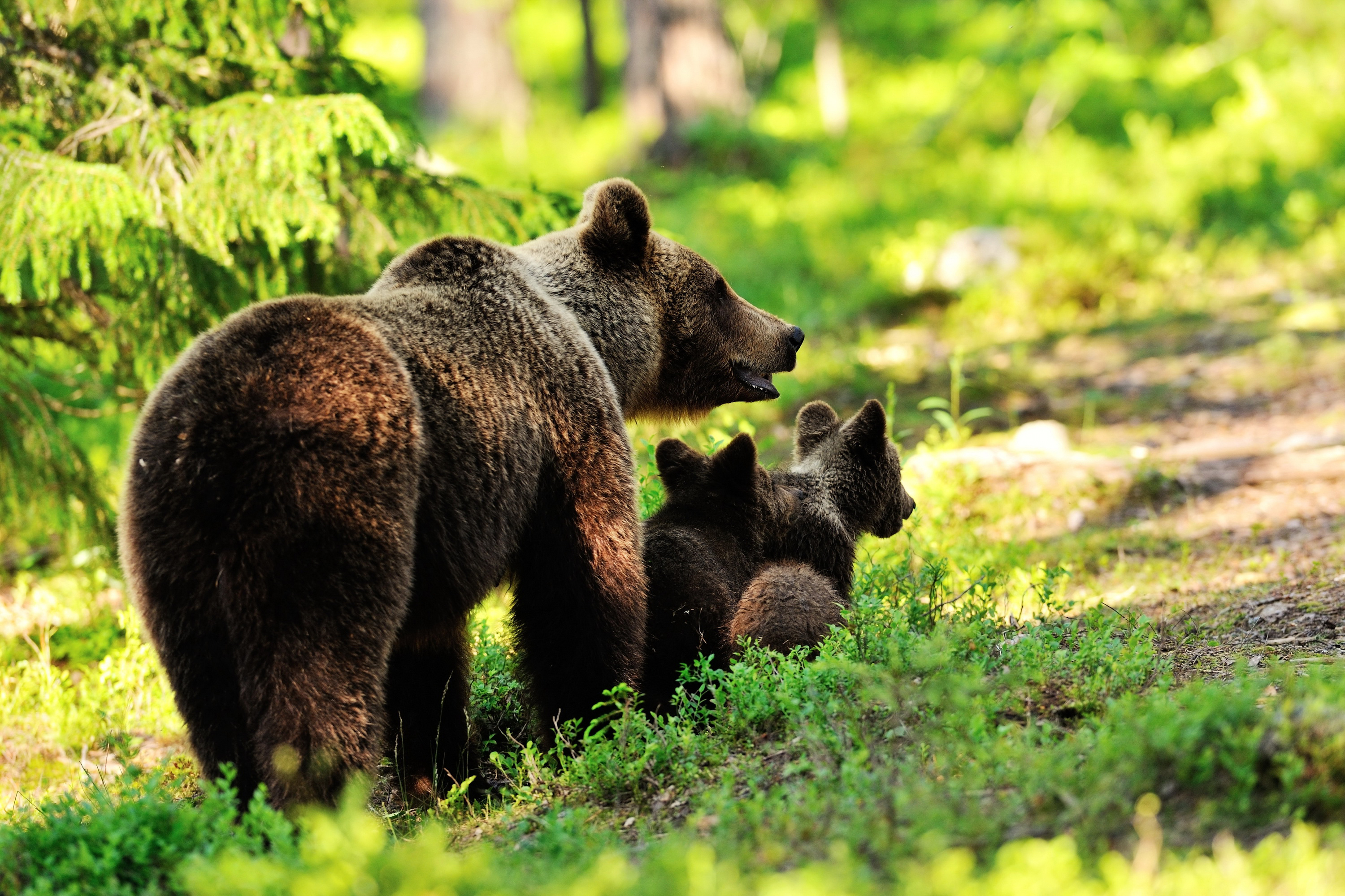 Fotos ein Bär Jungtiere ein Tier 3000x2000 babys Bären Tiere