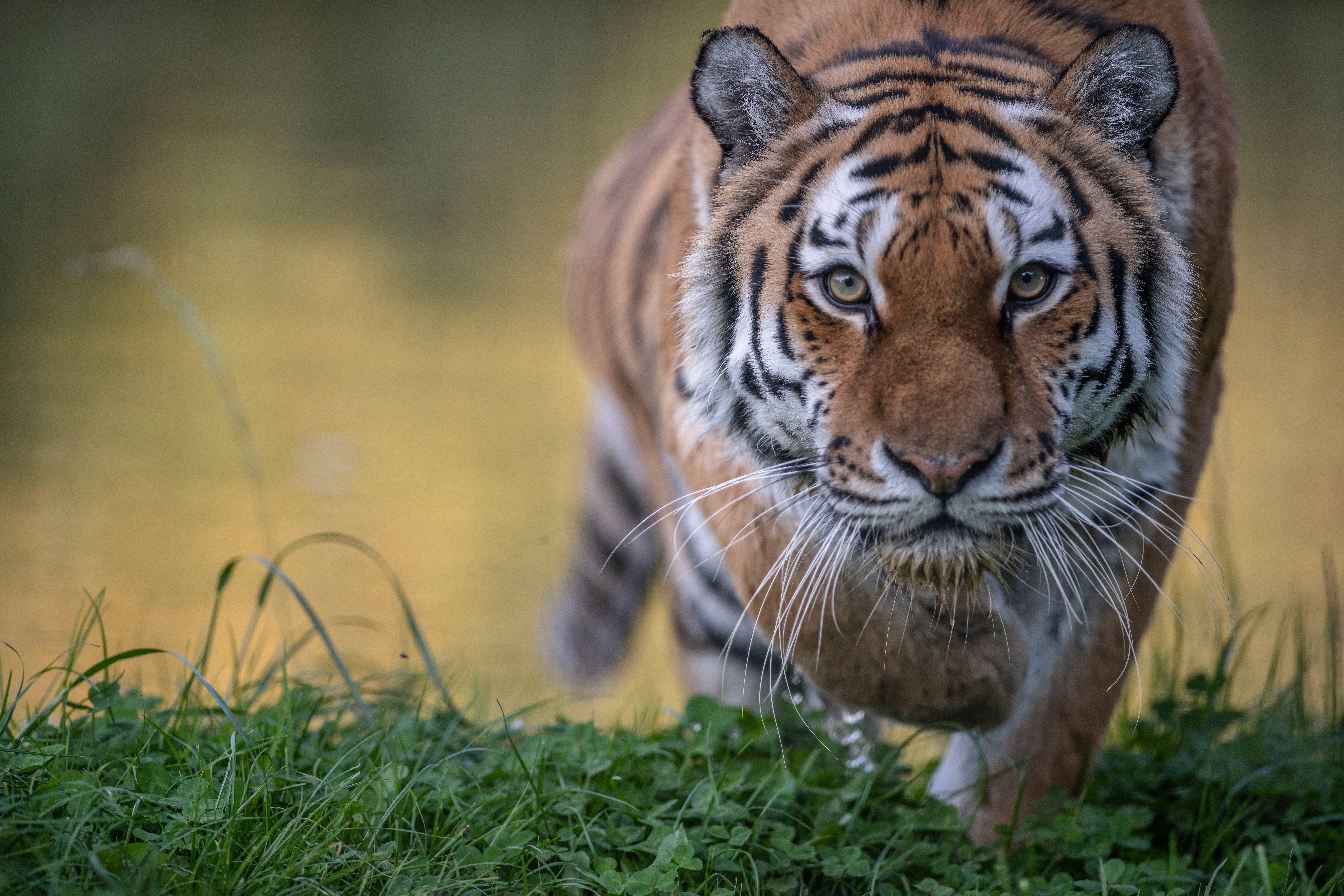 Foto Tigri Il muso Sguardo animale 6000x4000 tigre panthera tigris Animali Colpo d'occhio