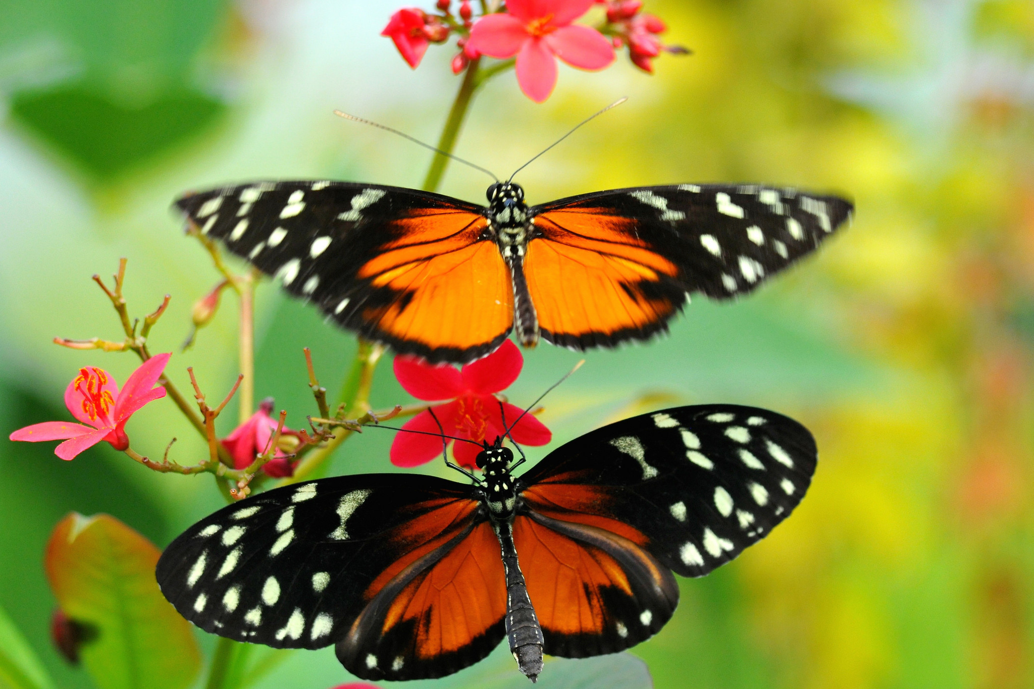 Разные картинки. Бабочки. Красивые бабочки. Красивые яркие бабочки. Бабочки картинки.