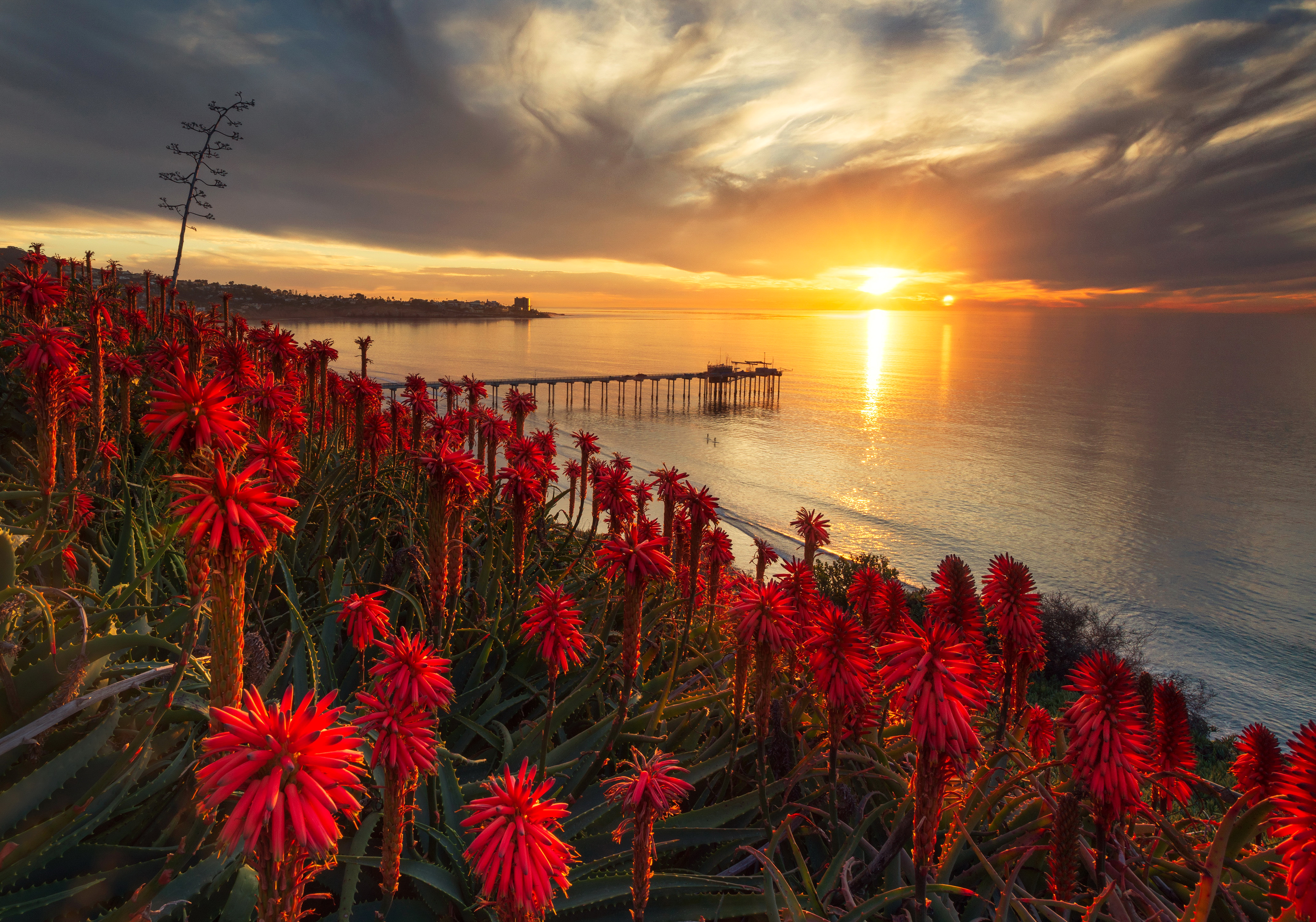 Flower sunset. Цветы на фоне моря. Рассвет на море. Море цветы рассвет. Красный закат.