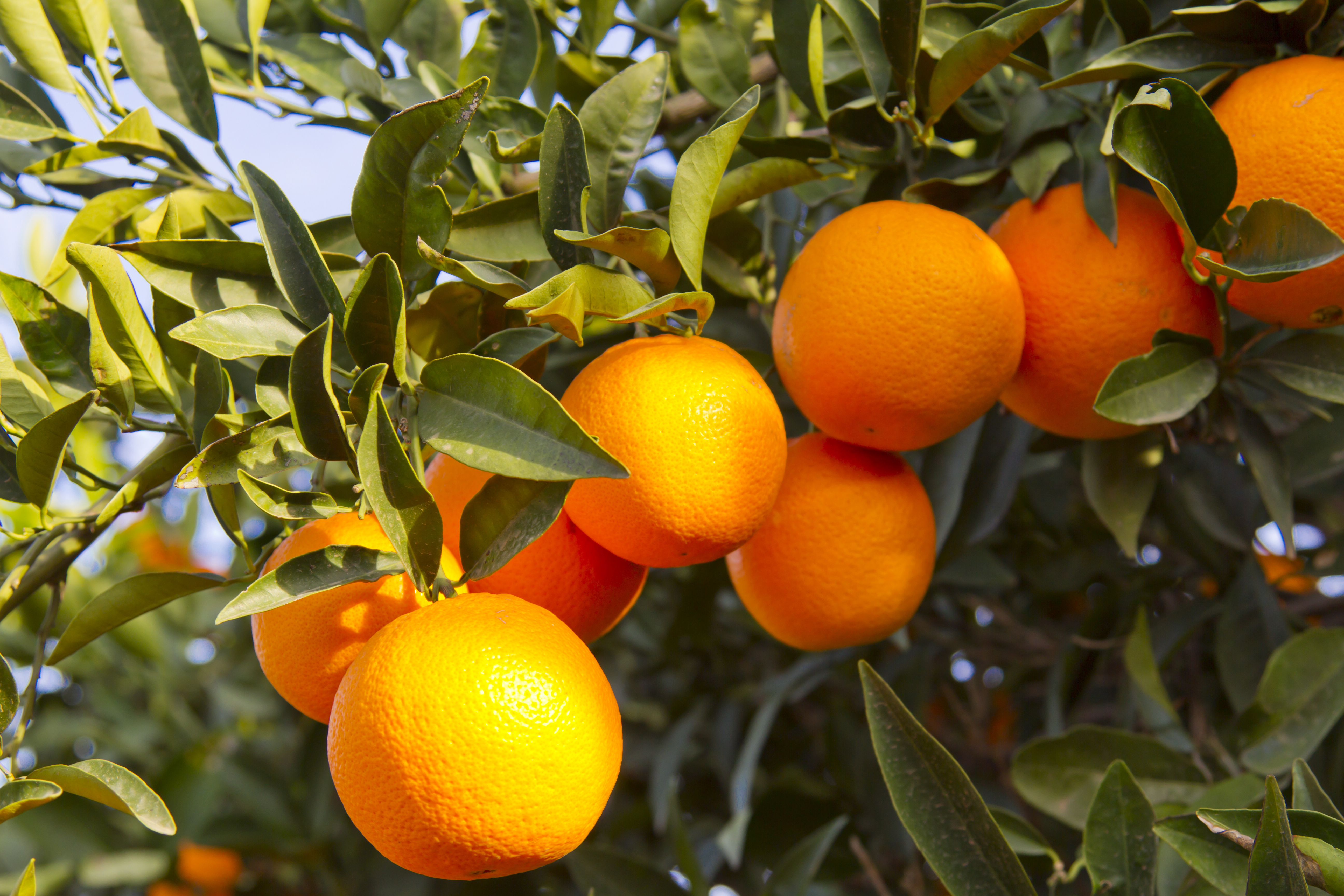 История мандарина. Апельсин Мерлин. Цитрус мандарин +апельсин. Апельсиновые деревья Валенсия. Мандарины в Валенсии.