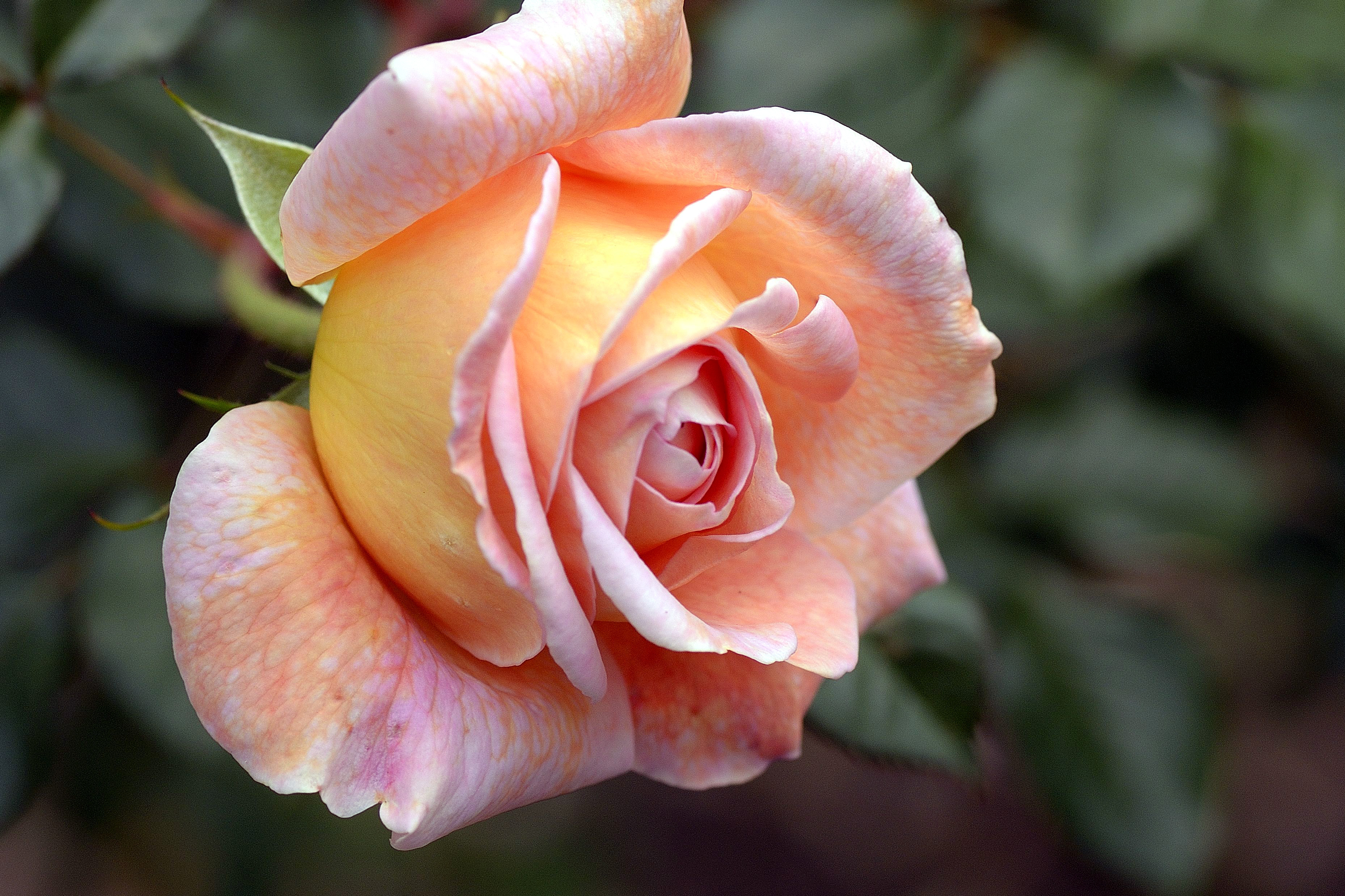 Afbeelding Rozen Bloemen van dichtbij 3716x2477 roos bloem Close-up