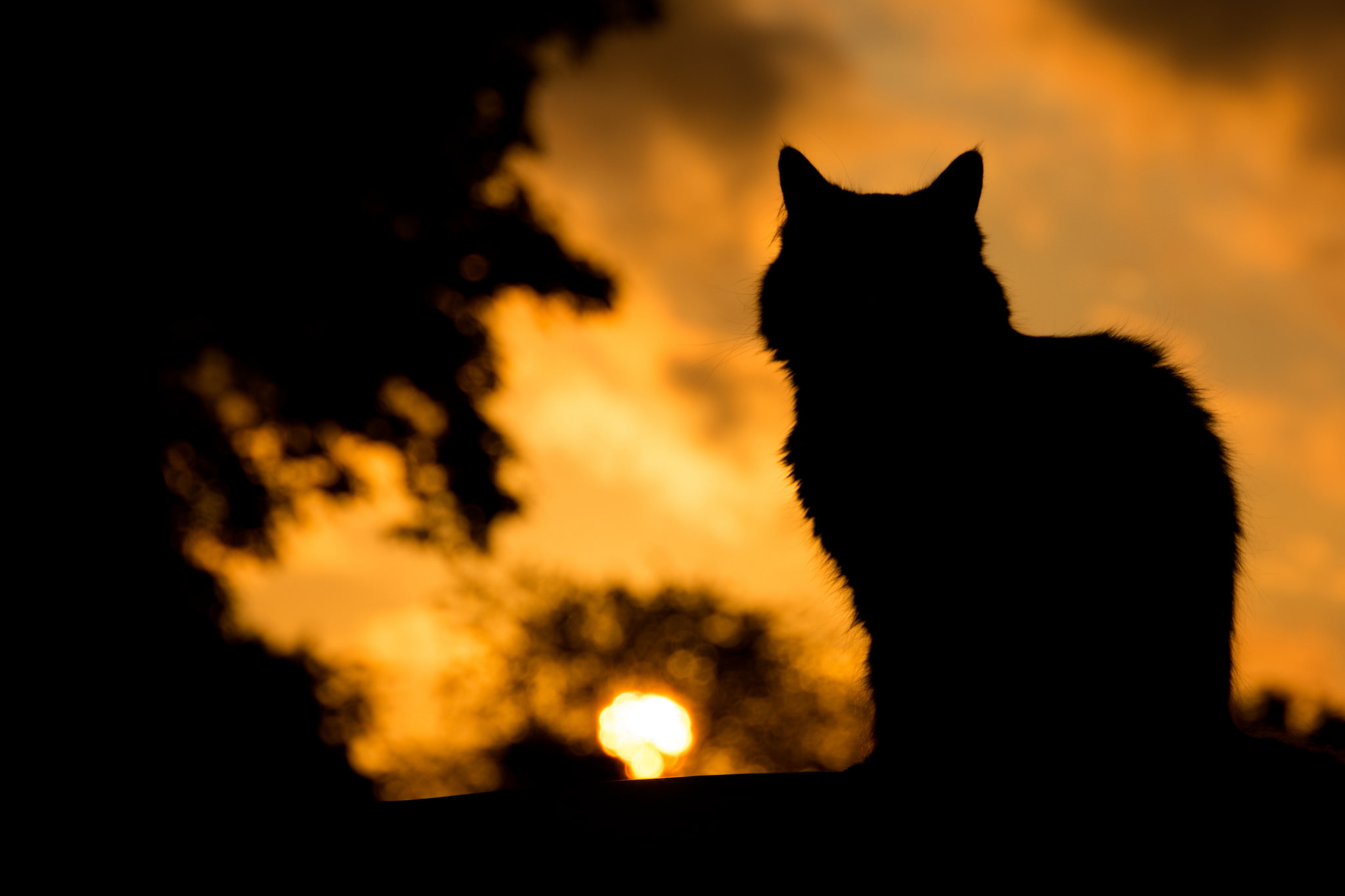 壁紙 飼い猫 朝焼けと日没 シルエット 動物 ダウンロード 写真