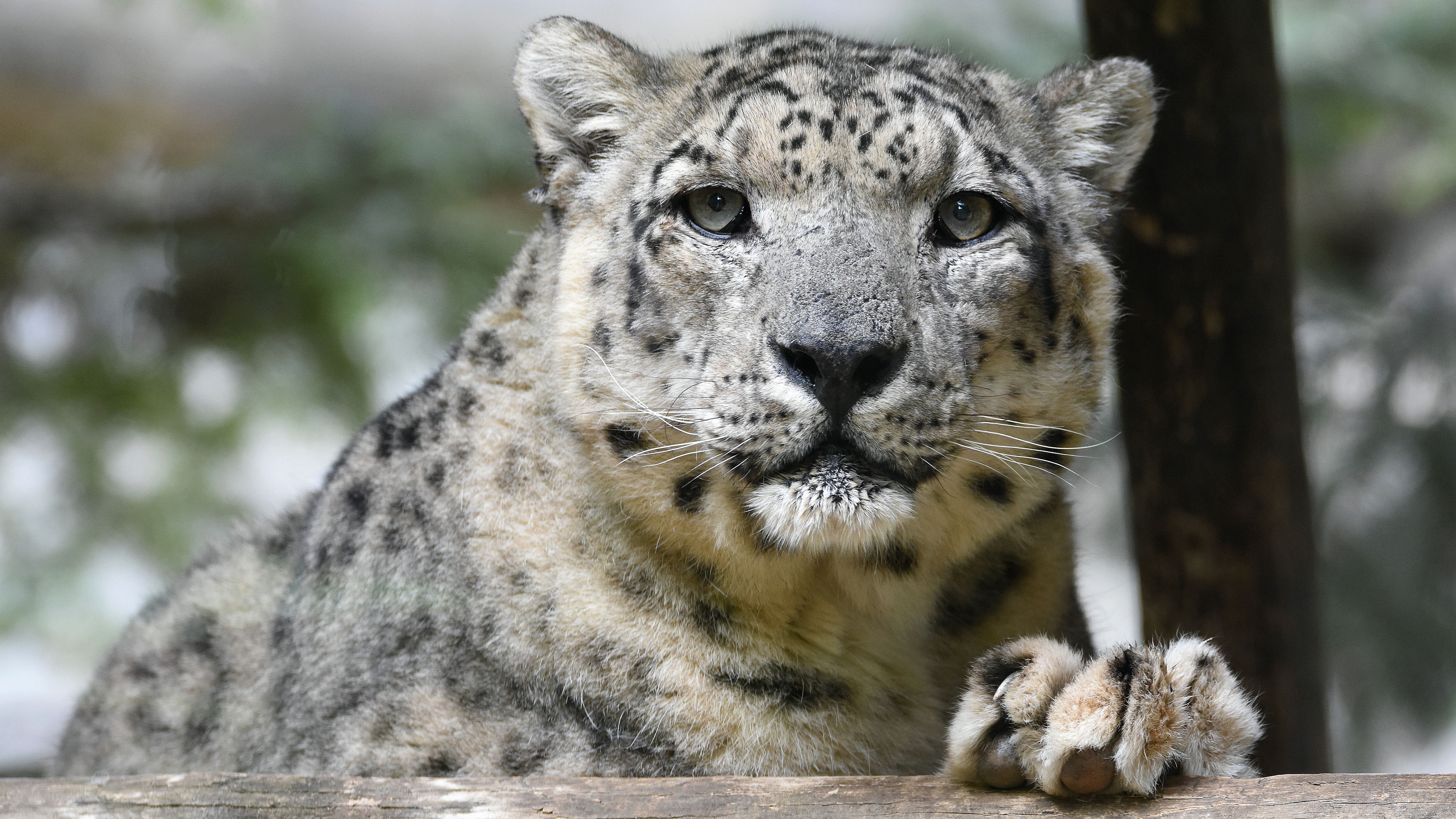 壁紙 3840x2160 ユキヒョウ 動物のスナウト 凝視 動物 ダウンロード 写真