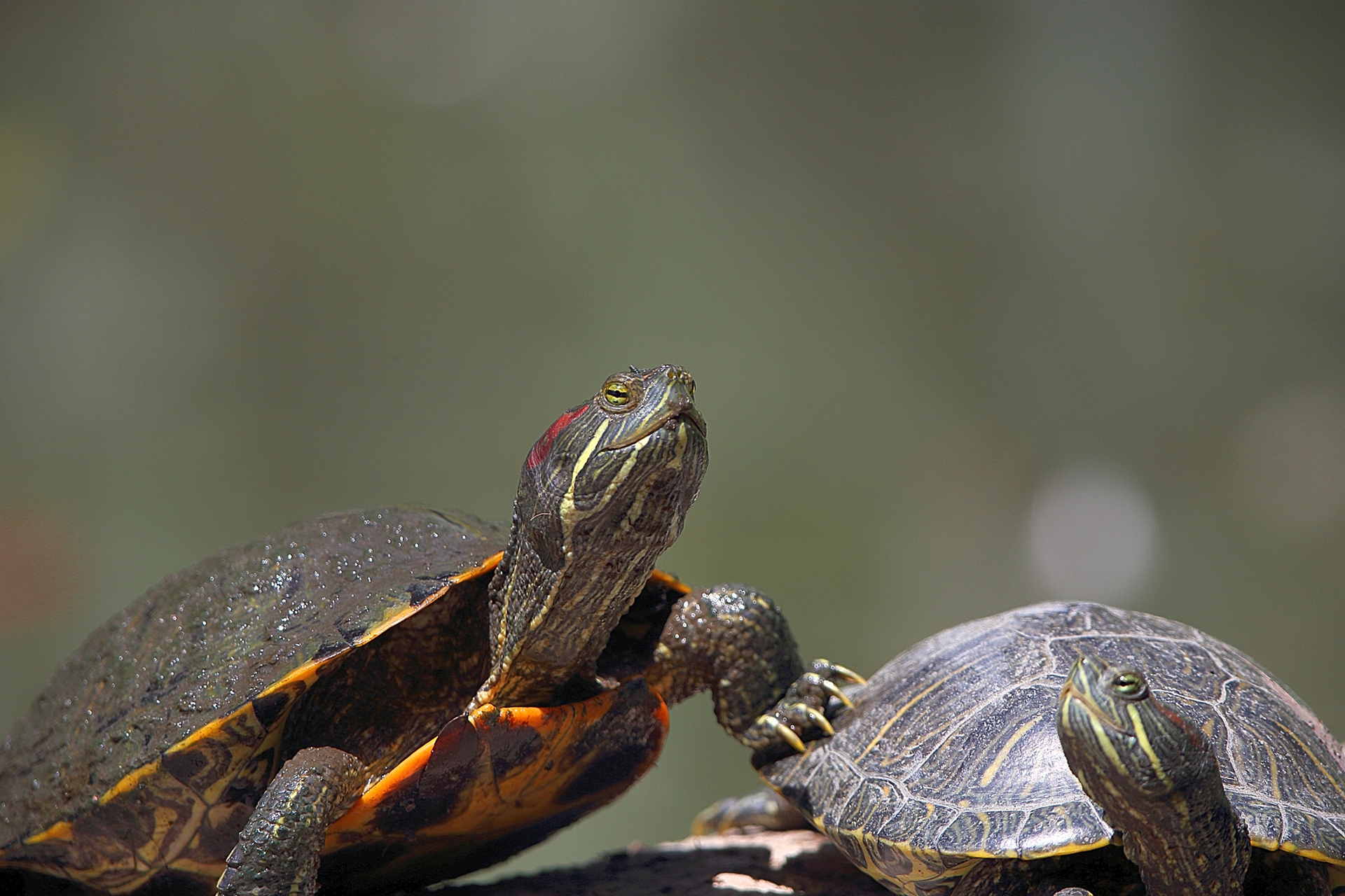 Черепахи пара. Красноухая черепаха. Красноухая черепаха в природе. Две красноухие черепахи. Пресмыкающиеся черепахи.