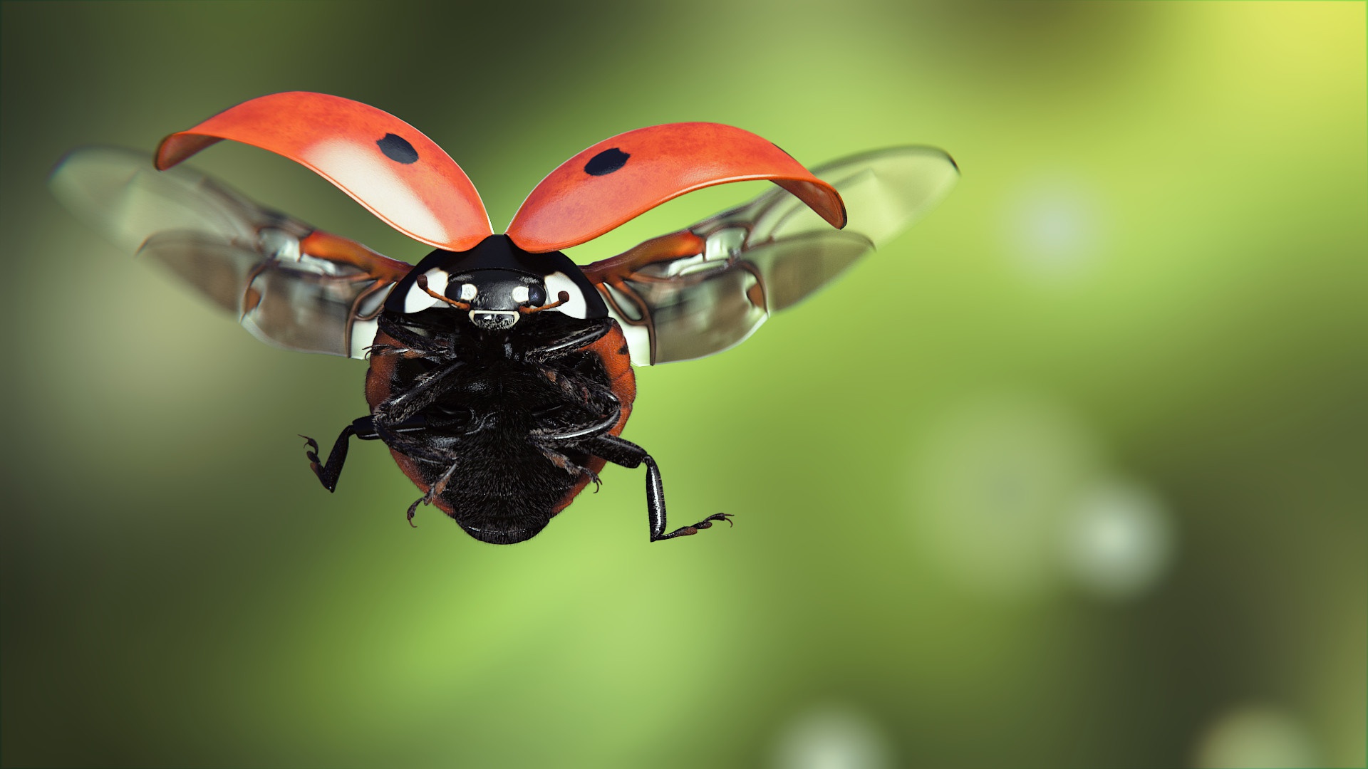 Bilder Marienkäfer Flug ein Tier Großansicht