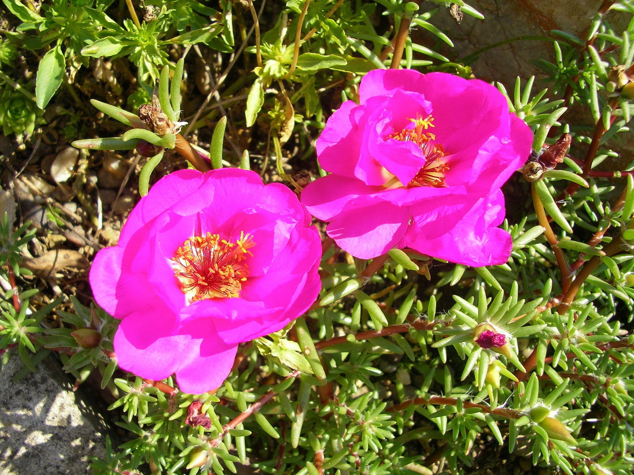 Цветы портулак фото. Портулак. Портулак розовый. Портулак (Portulaca). Полуденный Жар портулак.