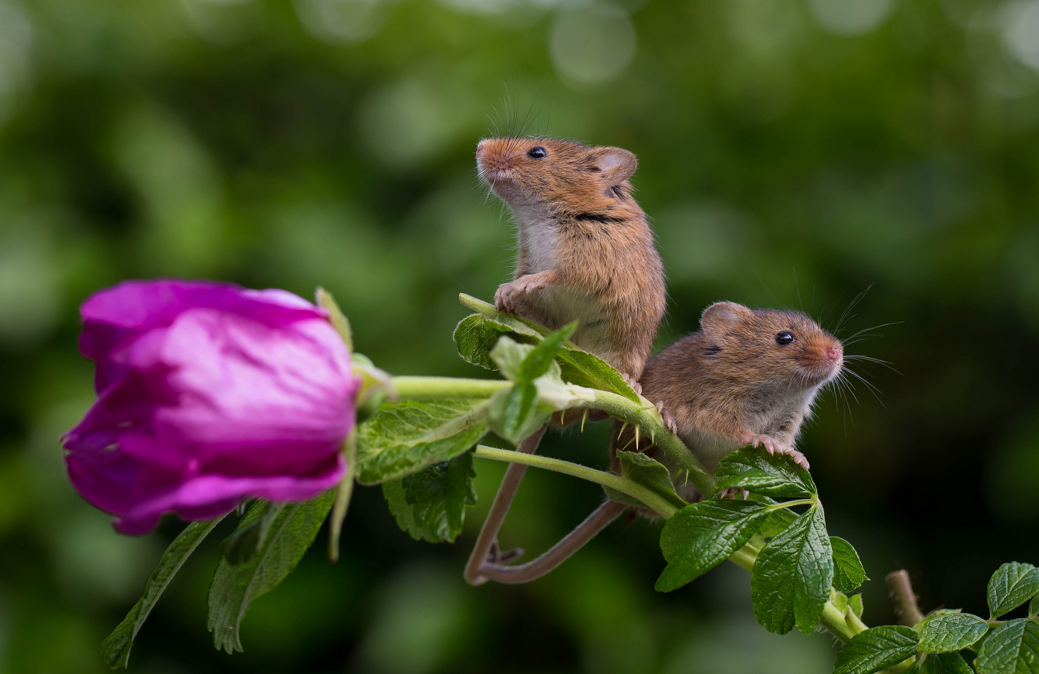 Rose mouse. Мышь полевка. Европейская Полевая мышь. Полевка хомяк. Мышь полёвка с мышатами.