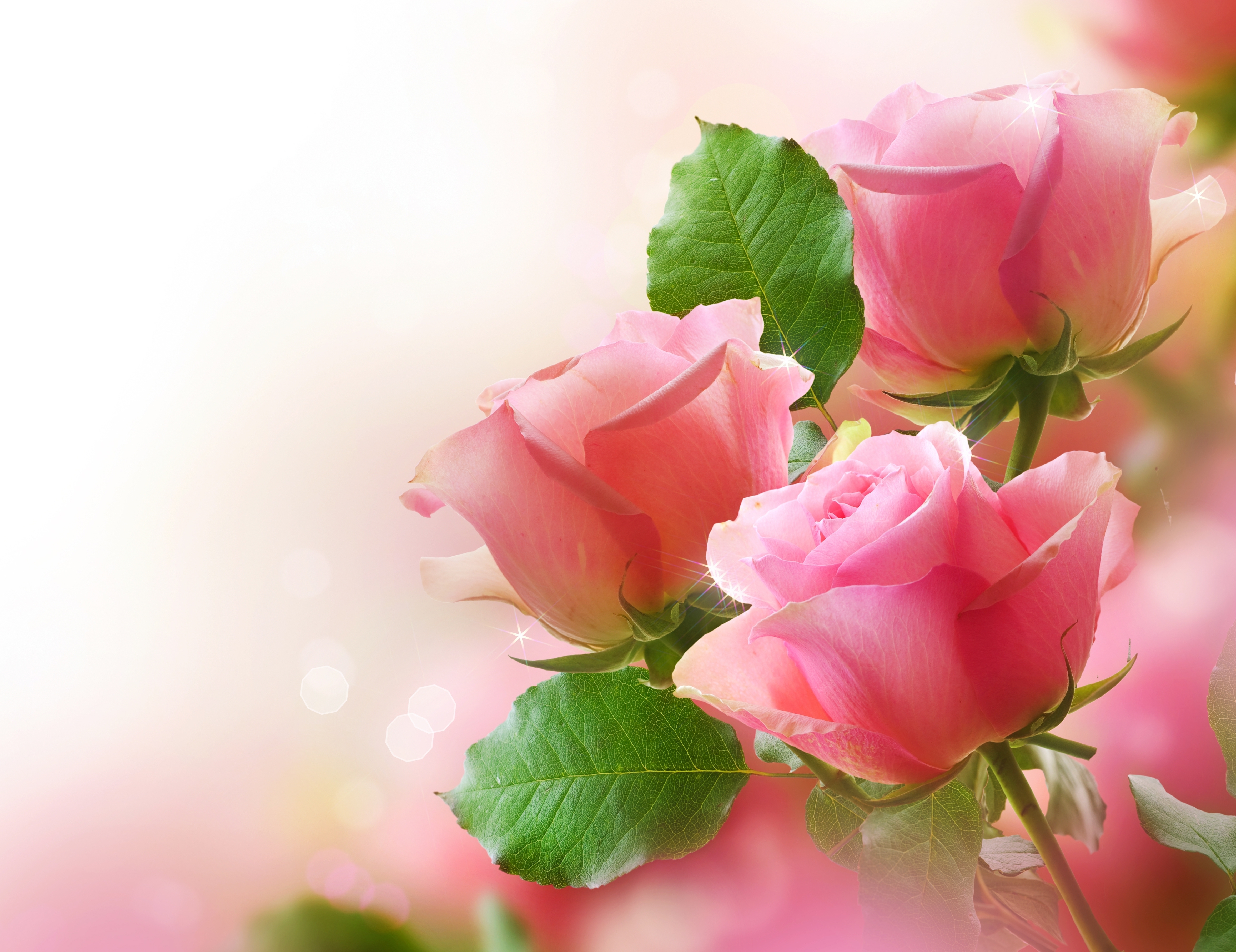 Bilde Roser blomst 4698x3619 rosa Blomster