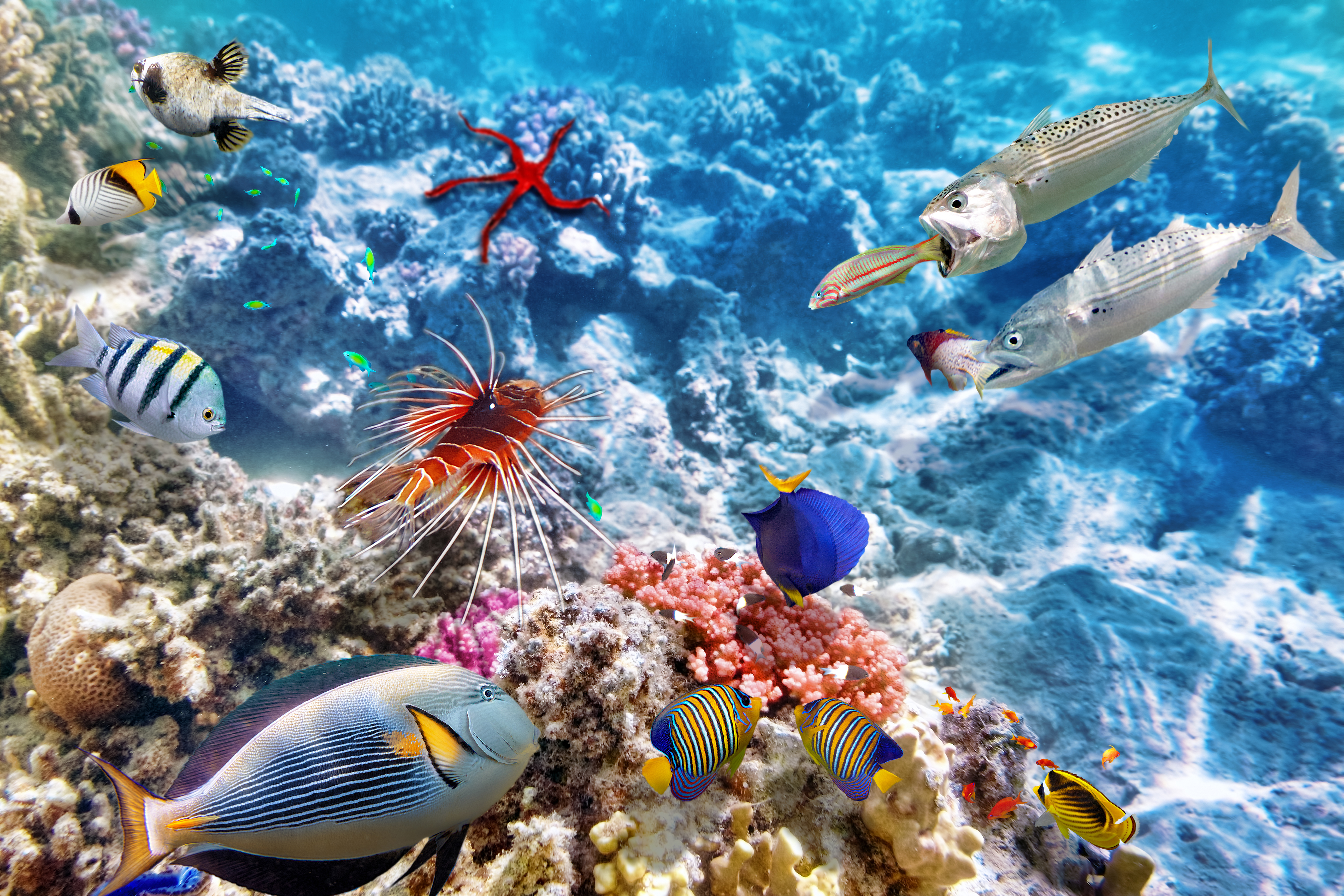 壁紙 9000x6000 海底世界 鱼 珊瑚 動物 下载 照片