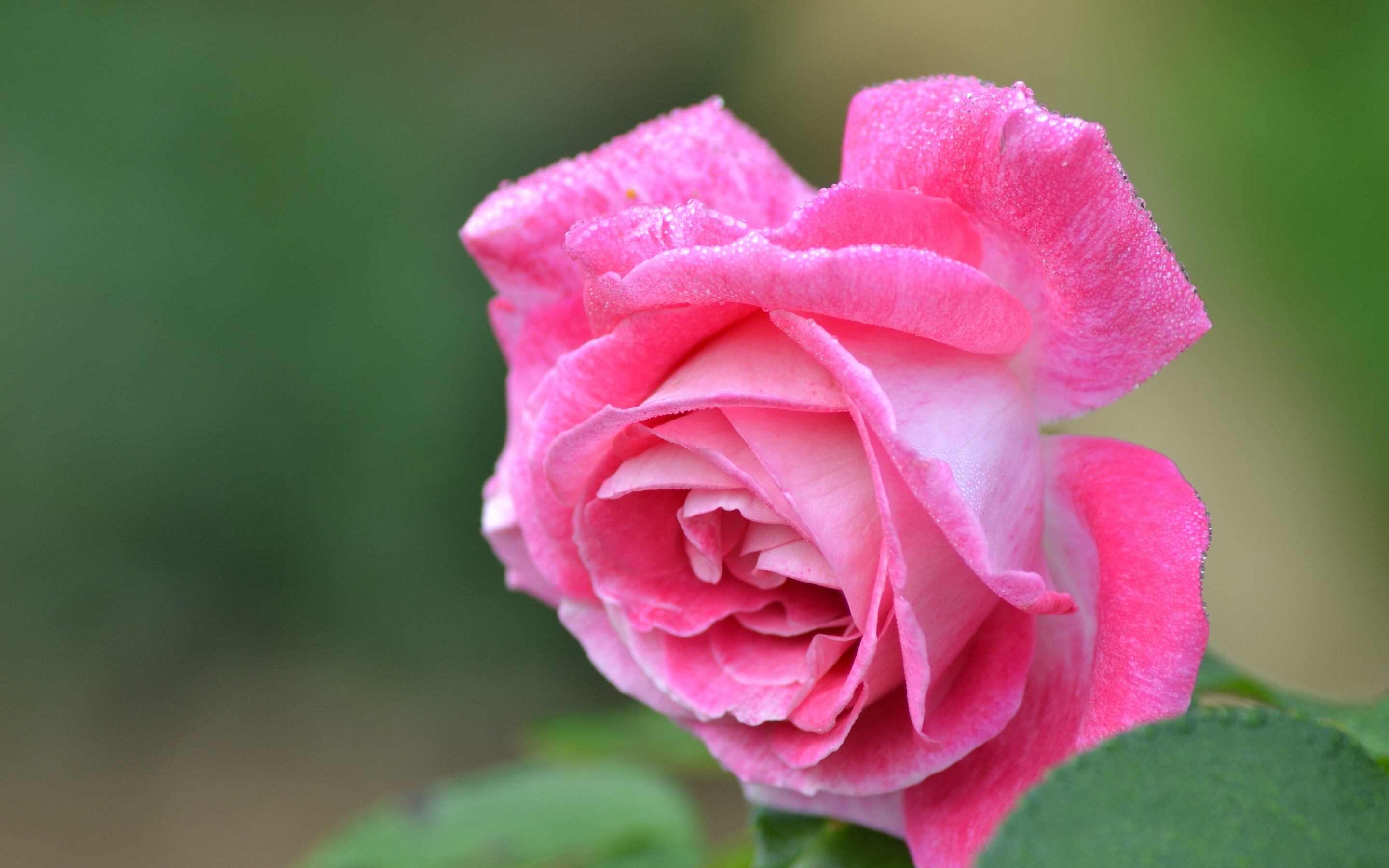 Покажи фотографию роз. Бутоны дамасской розы. Розовые розы. Крупные розы. Ярко розовые розы.