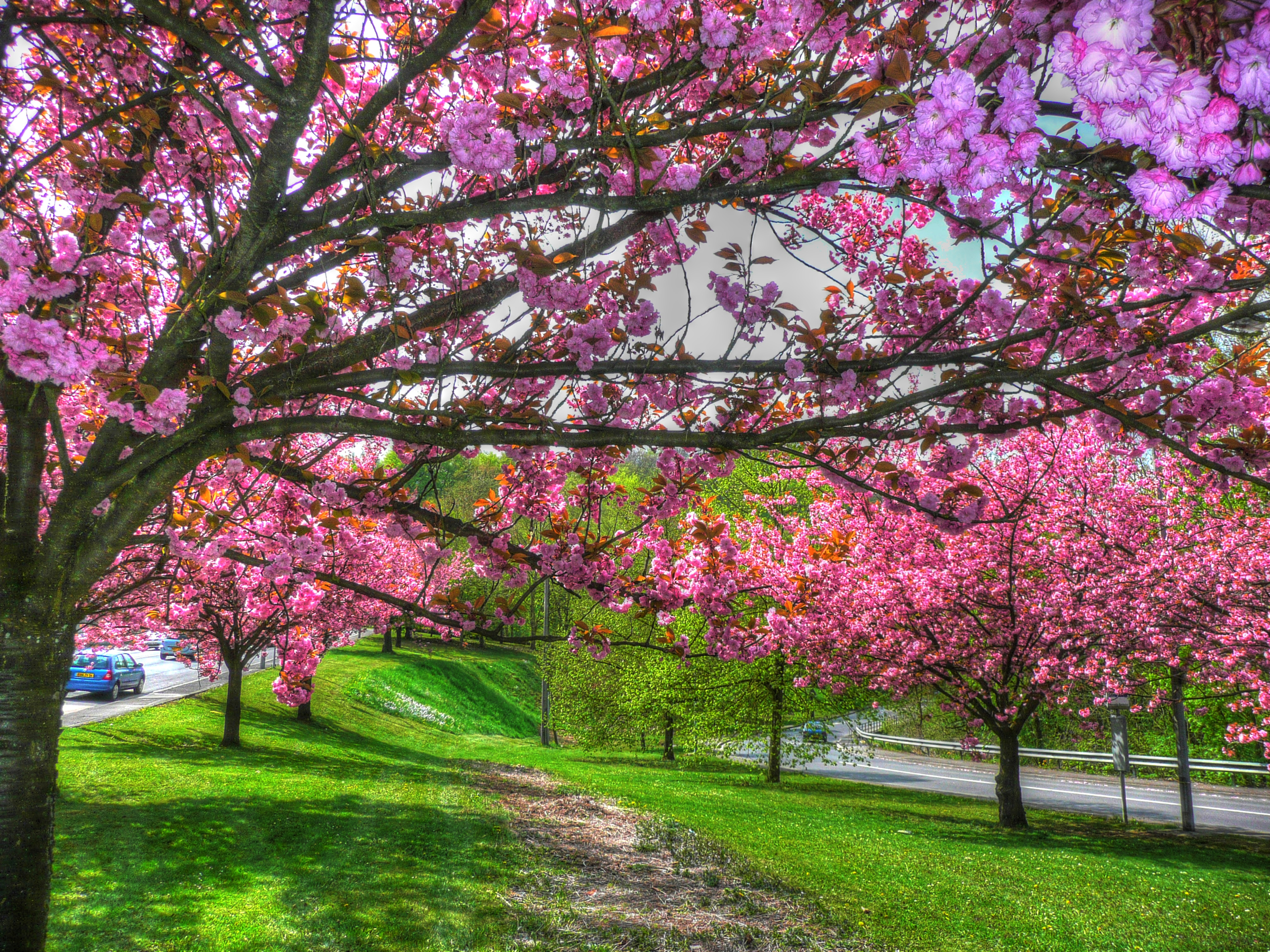法国,春季,开花的树,lorraine,枝,大自然,照片,2400x1800