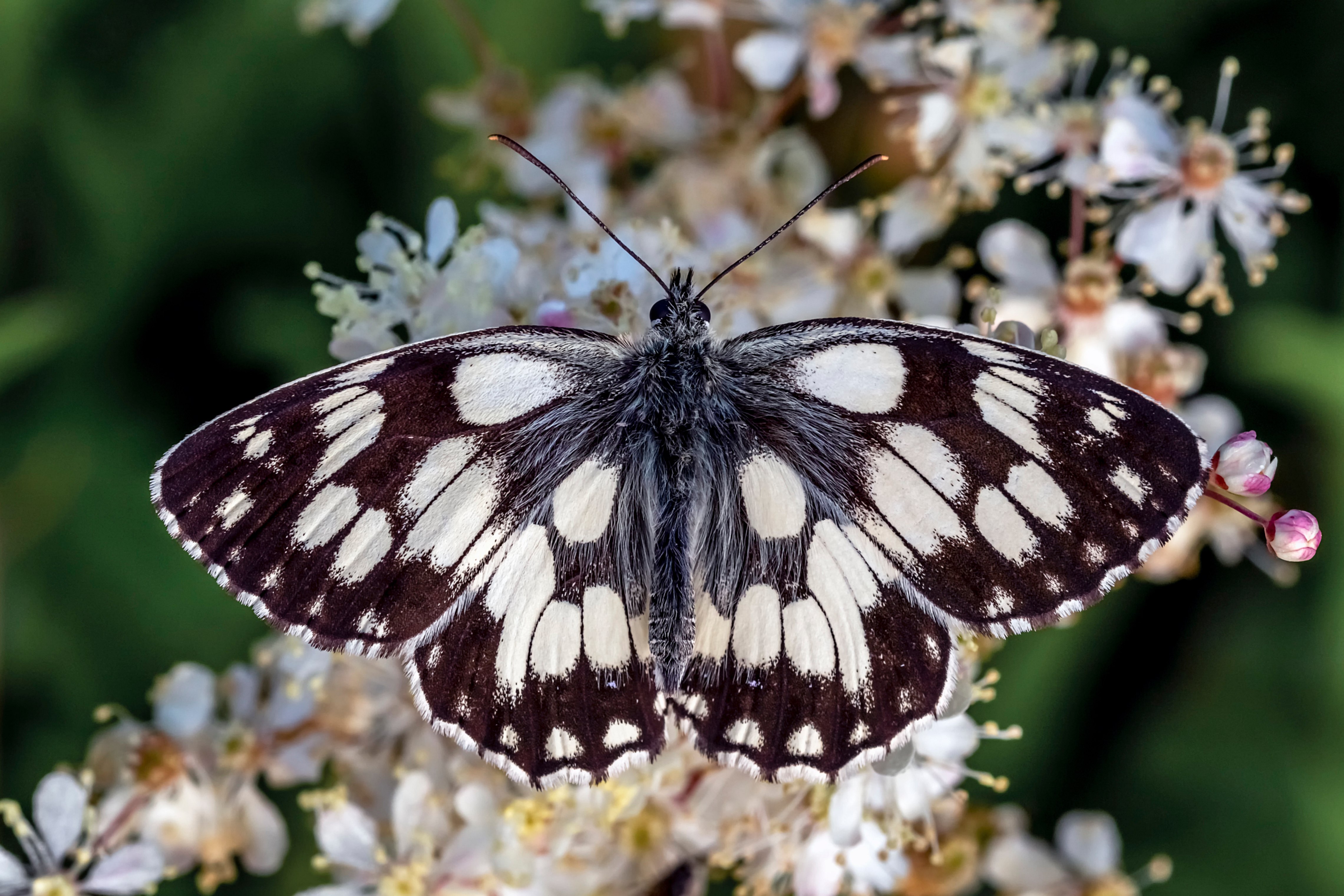 Pictures Insects Butterflies marbled white Closeup Animals 4562x3041 butterfly animal