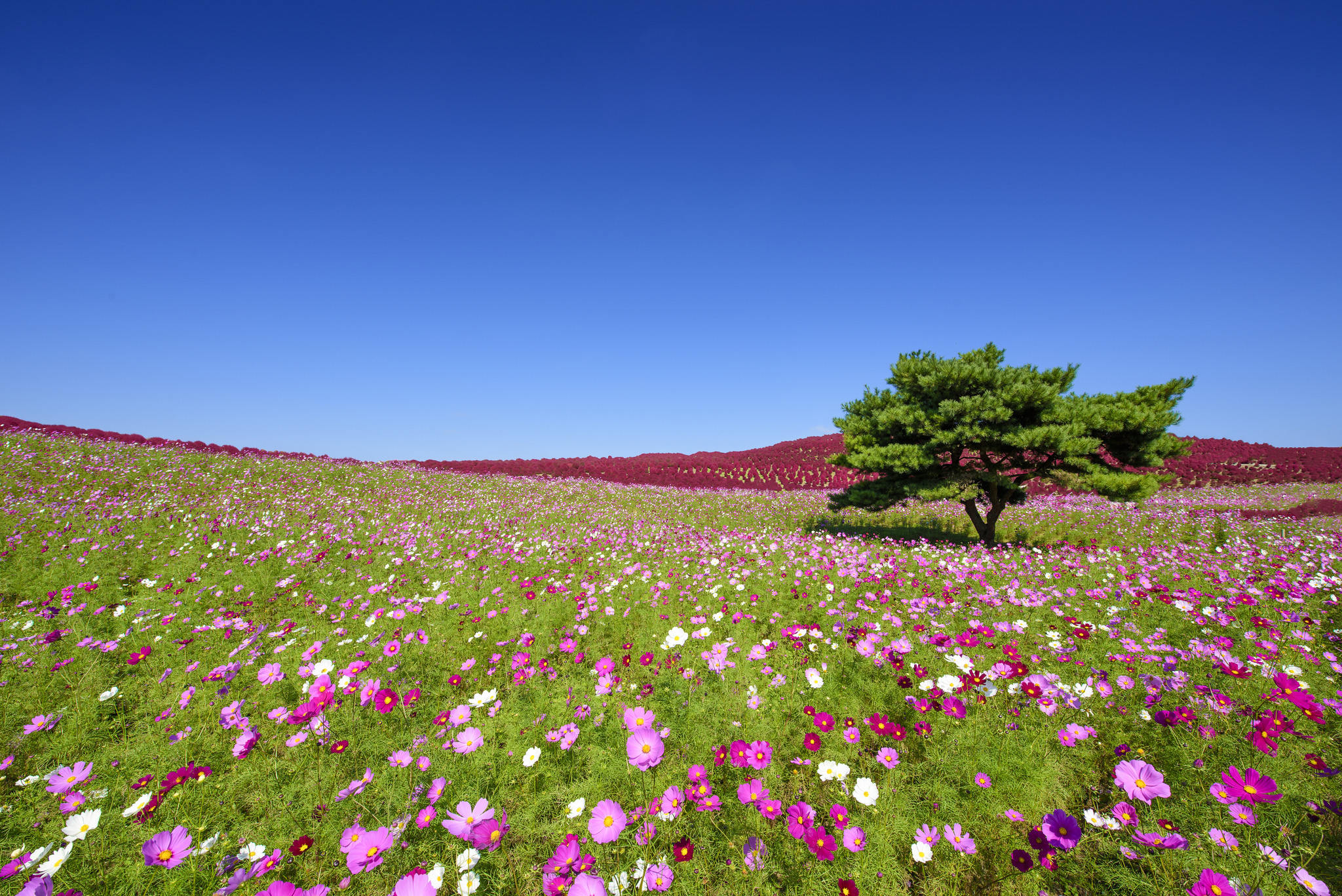 Холмы цветы. Хитачи Сисайд парк Япония. Космея парк Хитачи. Южная Корея поле космея горы. Национальный Приморский парк Хитачи (Hitachi Seaside Park).