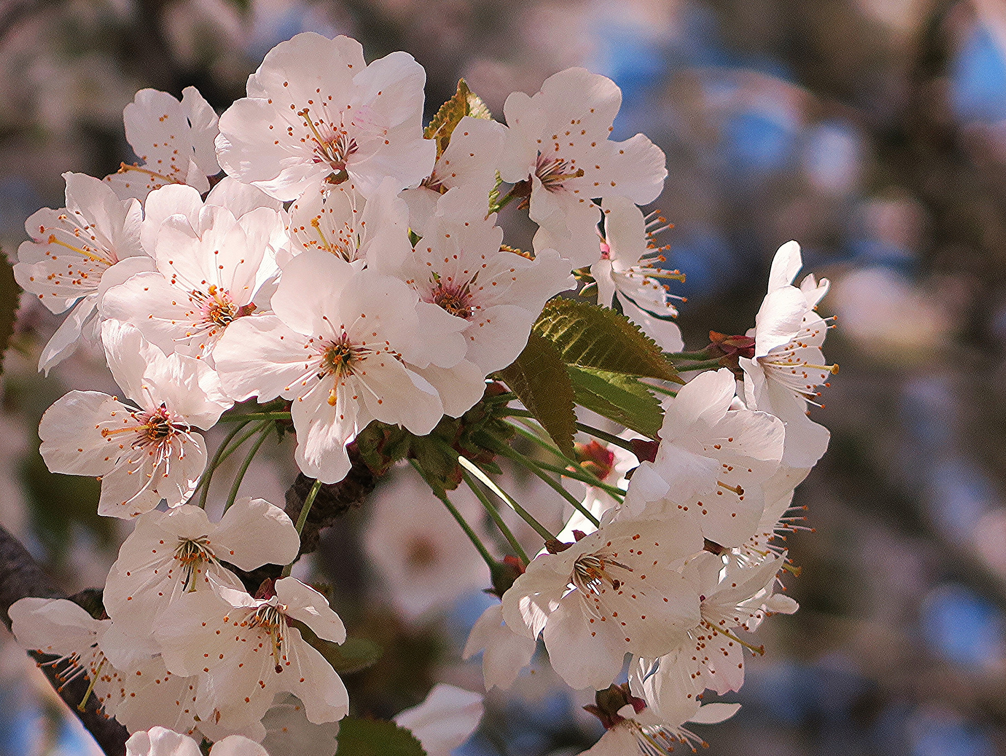 Skrivebordsbakgrunn Sakura hvite blomst Nærbilde Blomstrende trær Hvit Blomster