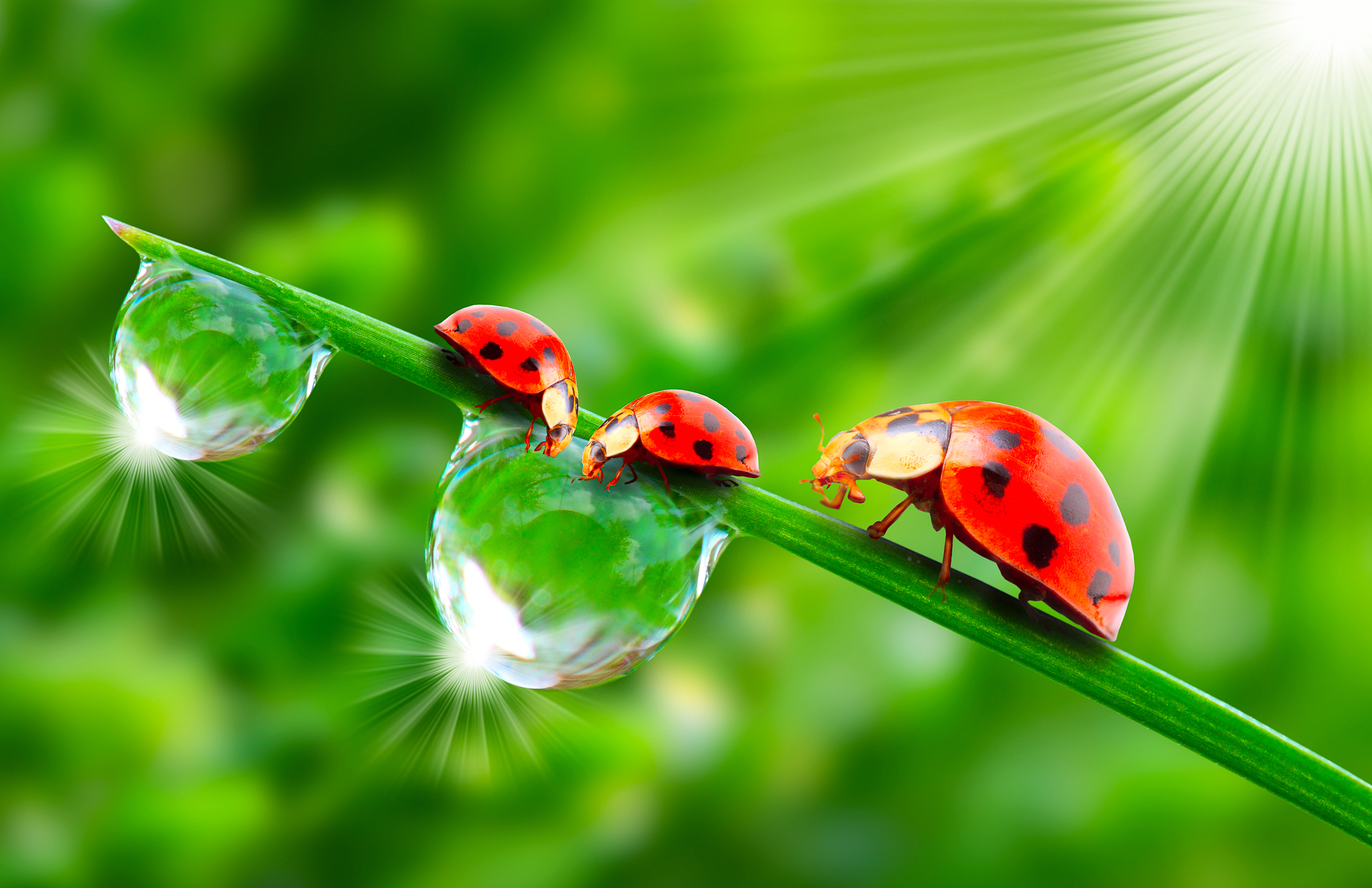 Images Rays of light Coccinellidae Drops Three 3 animal 2560x1657 Ladybird Ladybugs Lady beetle Animals