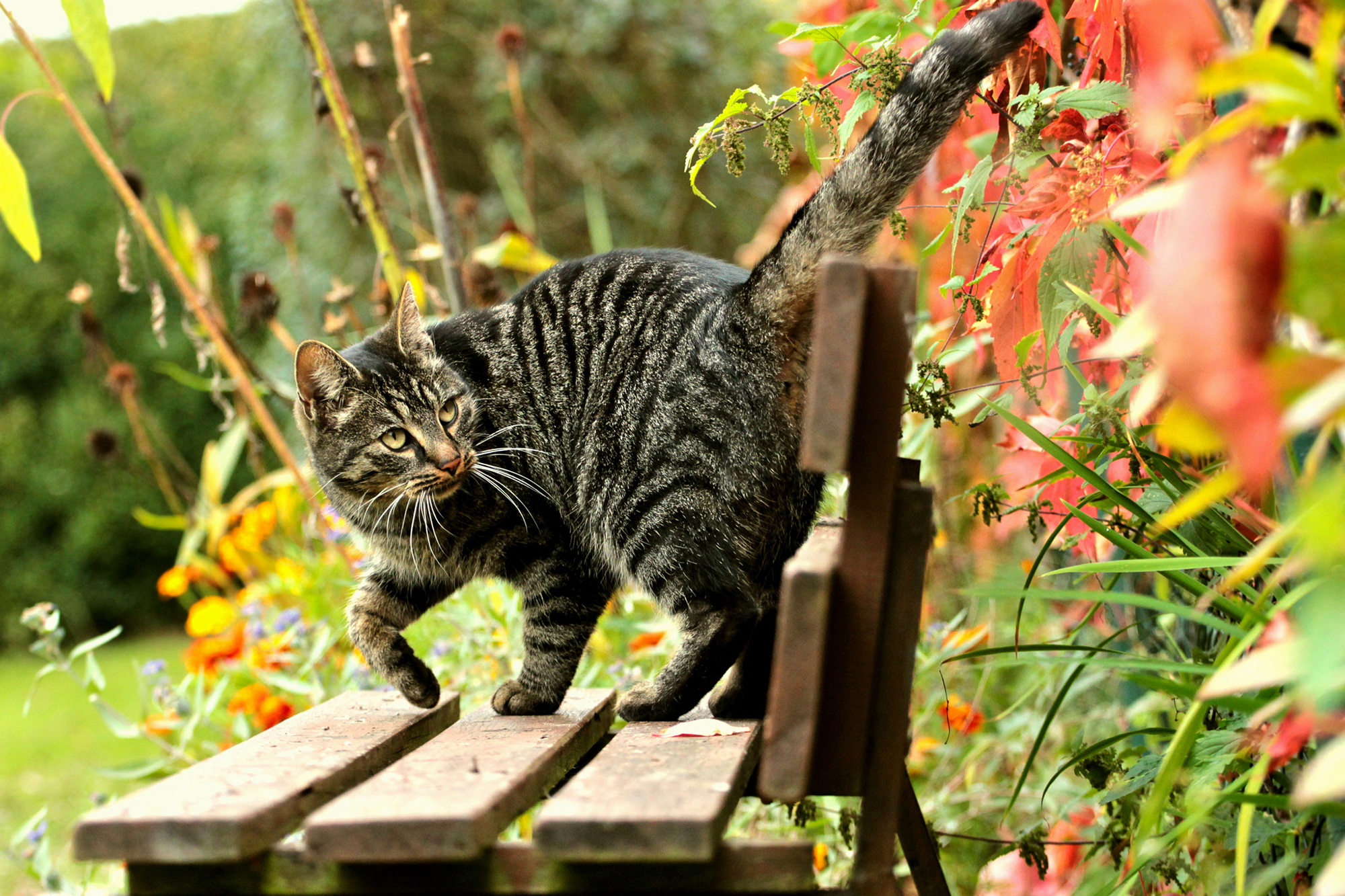 Звуки гуляющих котов. Котик на скамейке. Кошка в парке. Кот на лавочке. Осень кот скамейка.