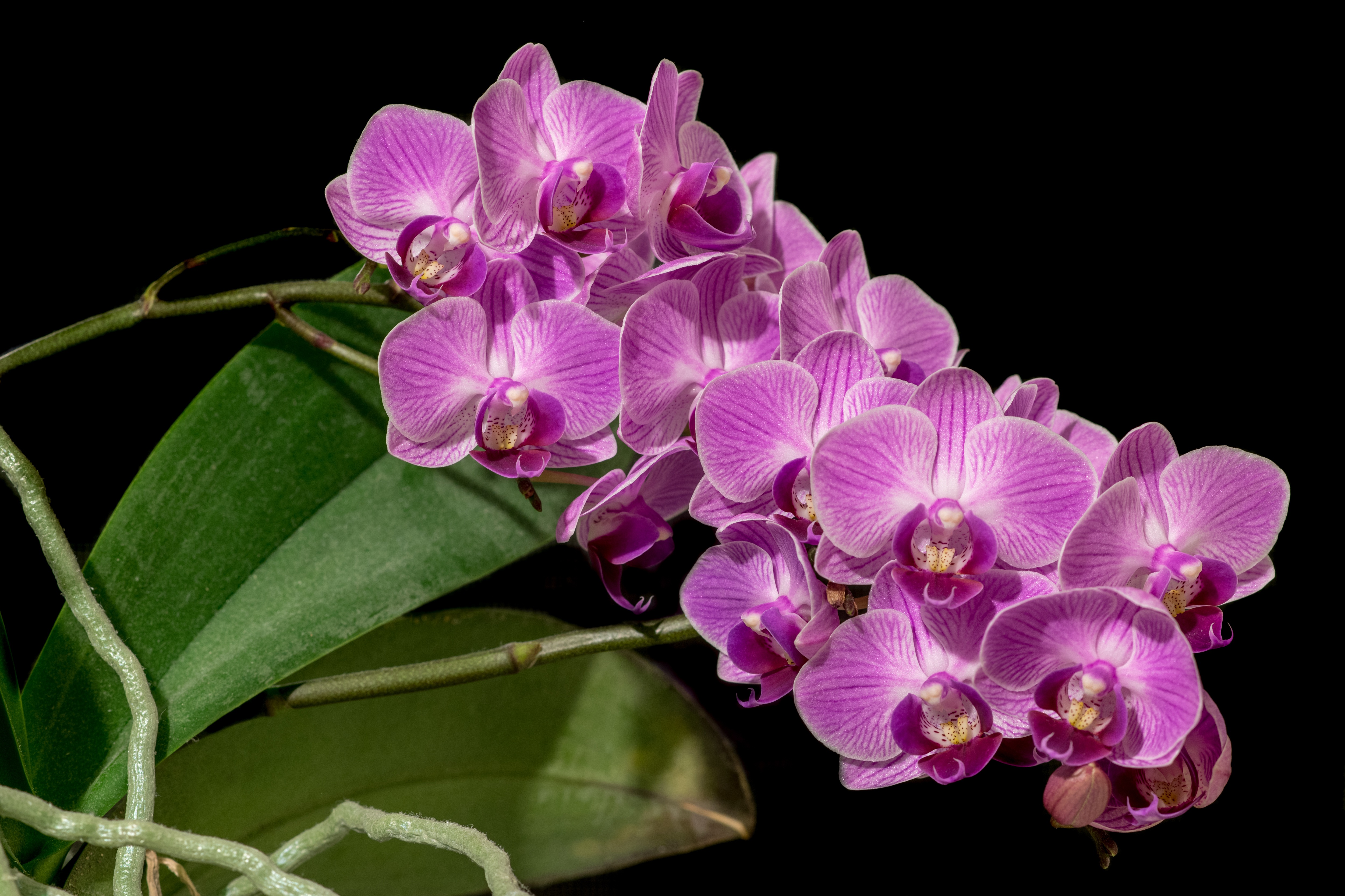 Flowers orchids. Орхидея фаленопсис. Фаленопсис Юкка Орхидея. Орхидея фаленопсис Монза. Фаленопсис Посейдон.